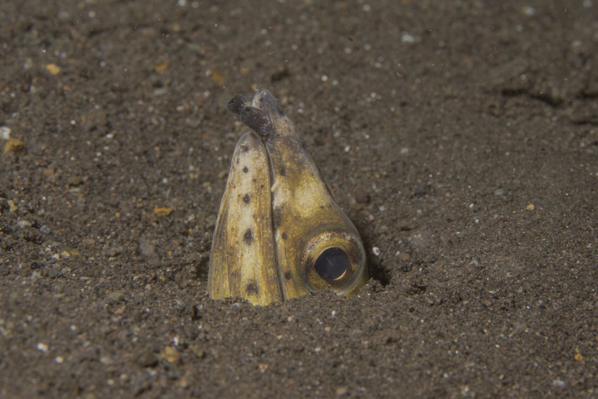 Komodo_DSC07097.jpg