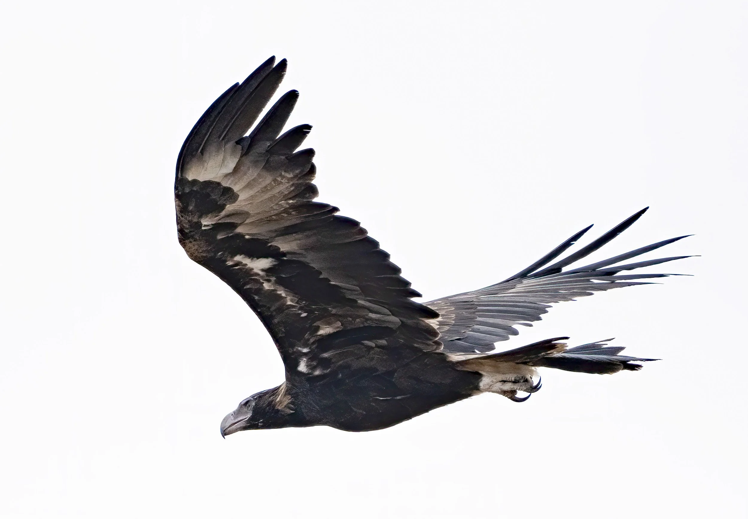 Wedge Tailed Eagle
