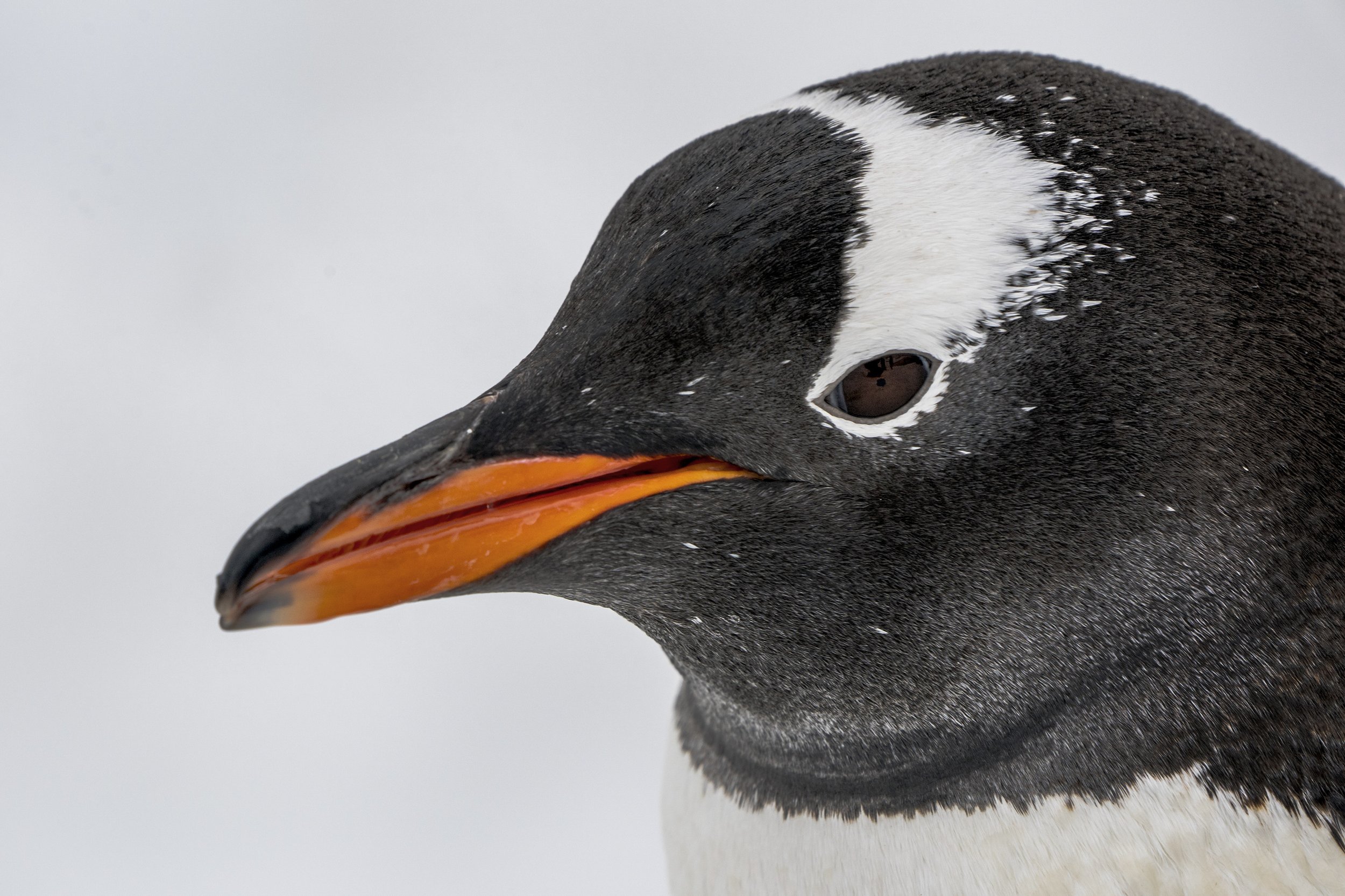 Gentoo Penguin
