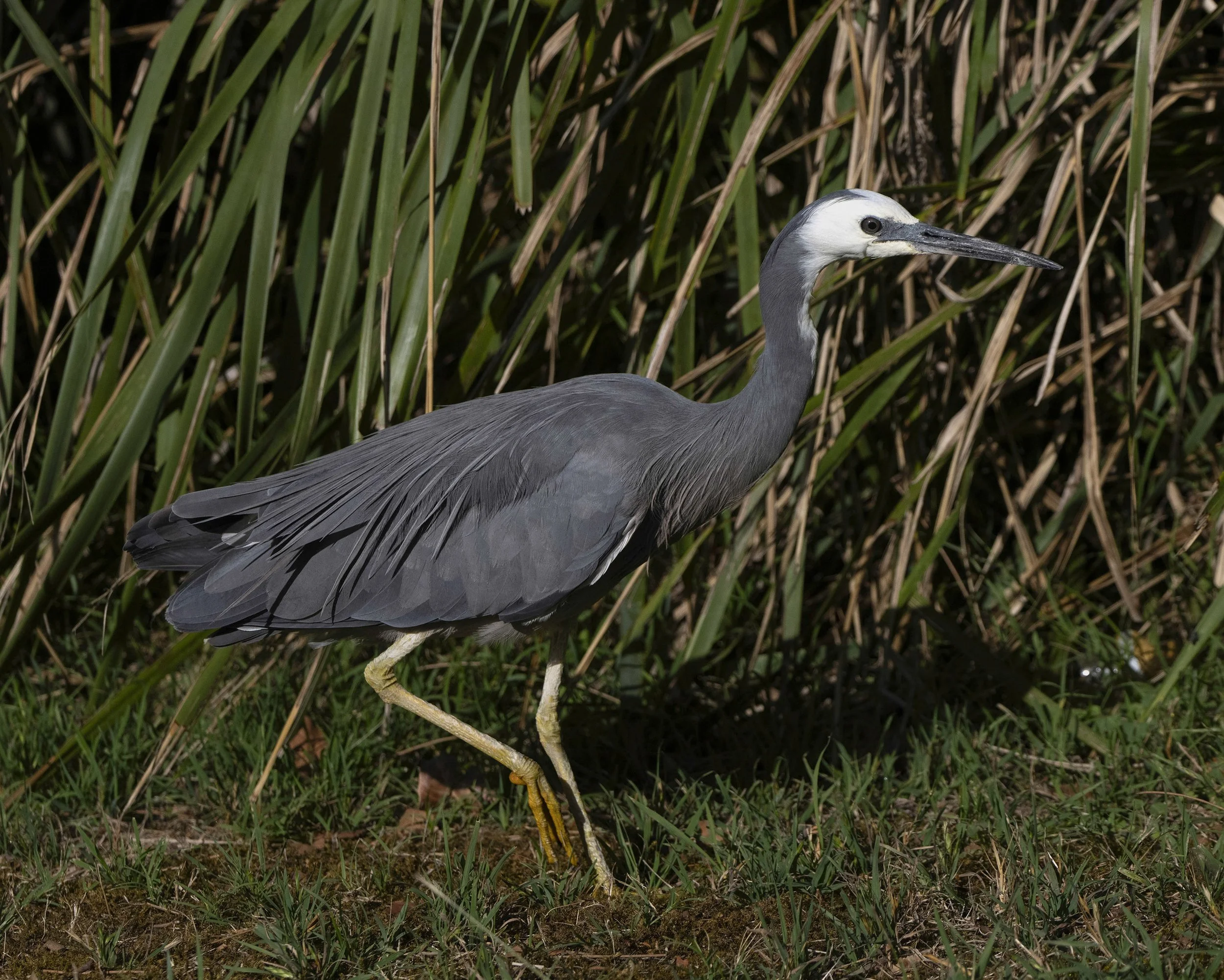White Faced Heron