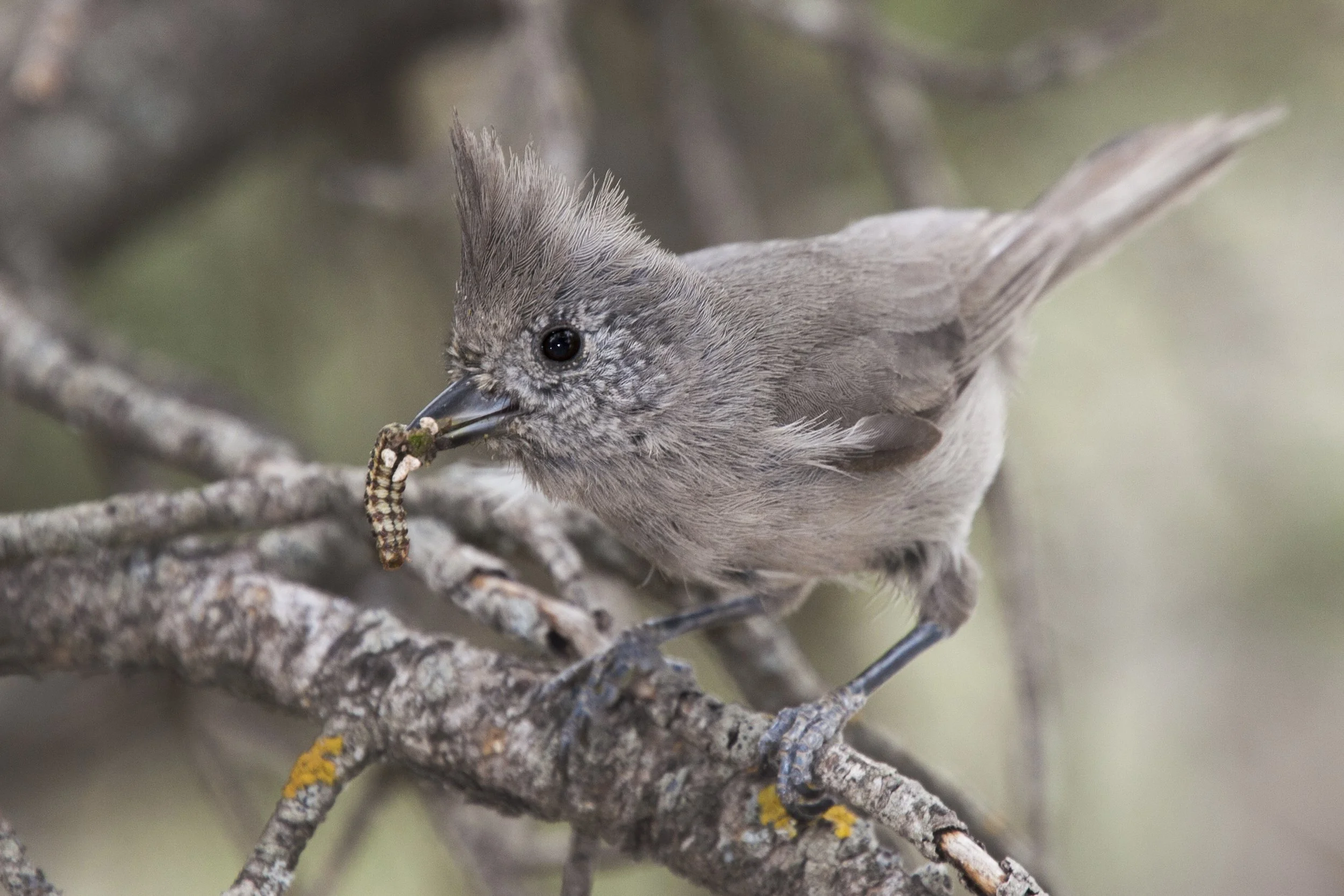 Juniper Titmouse