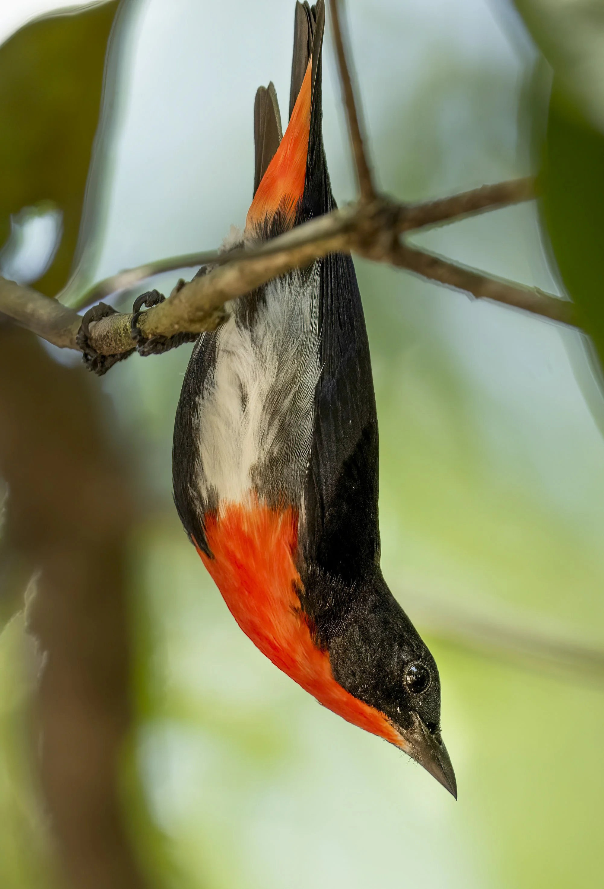 Mistletoebird