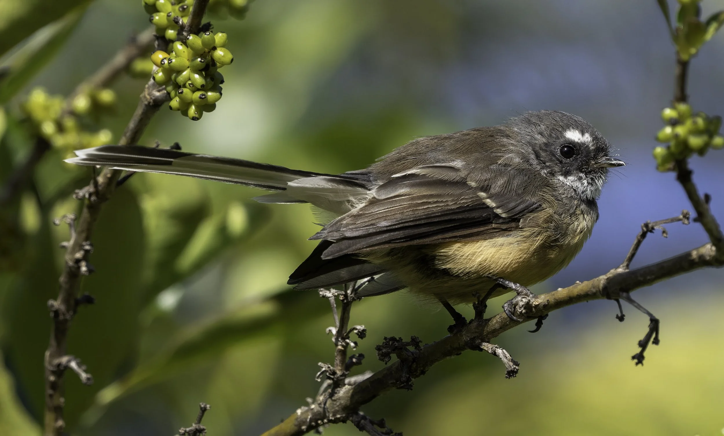 New Zealand Fantail