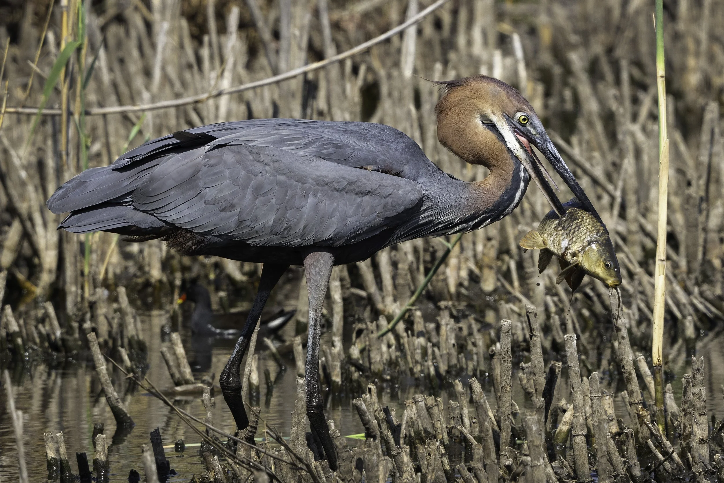 Golaith Heron
