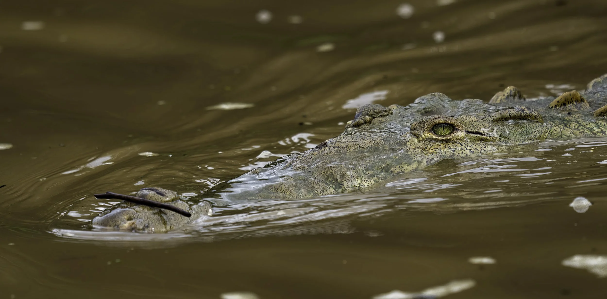 Crocodile, Costa Rica