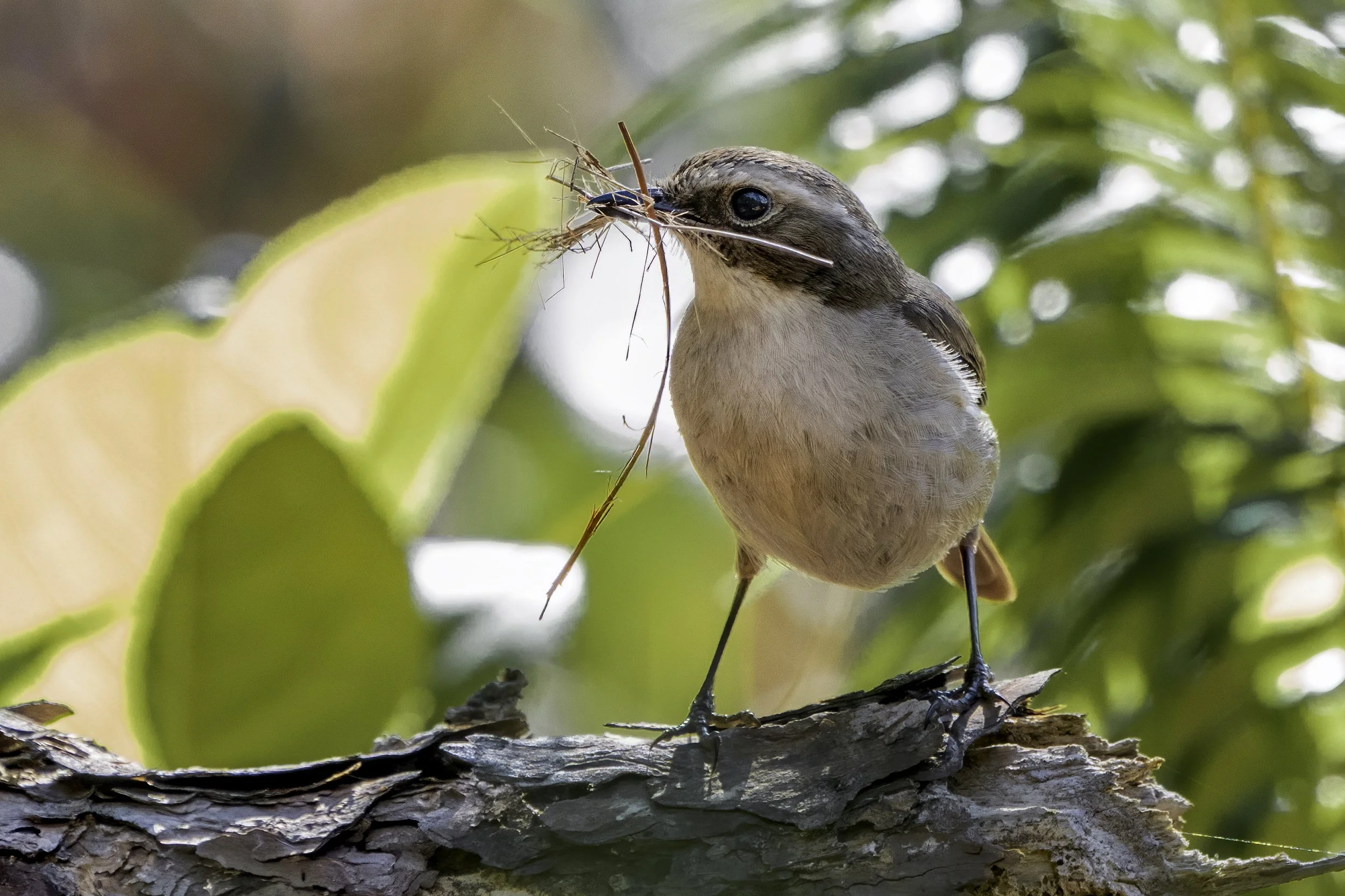 Grey Bushchat