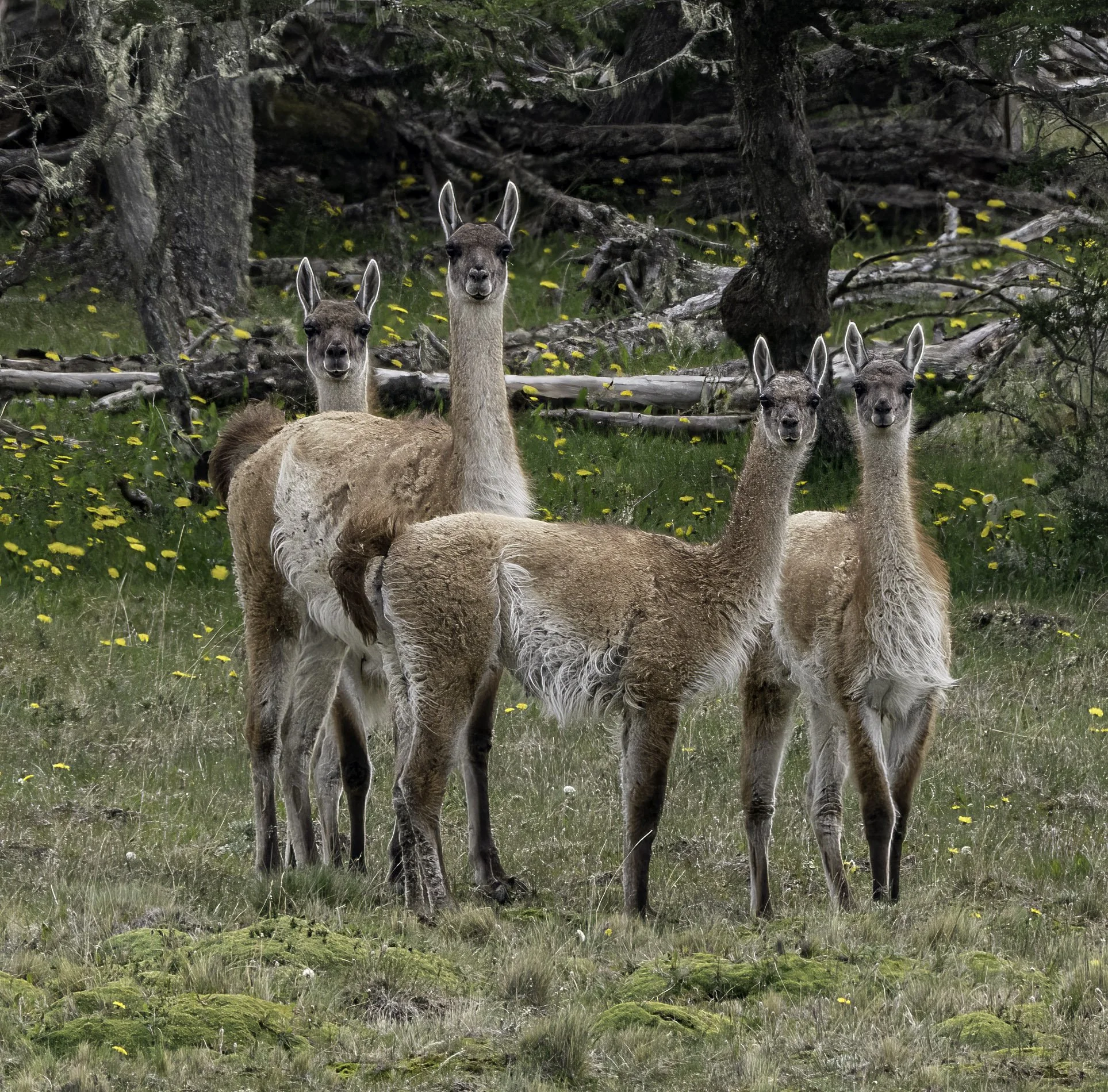 Guanaco, Argentina