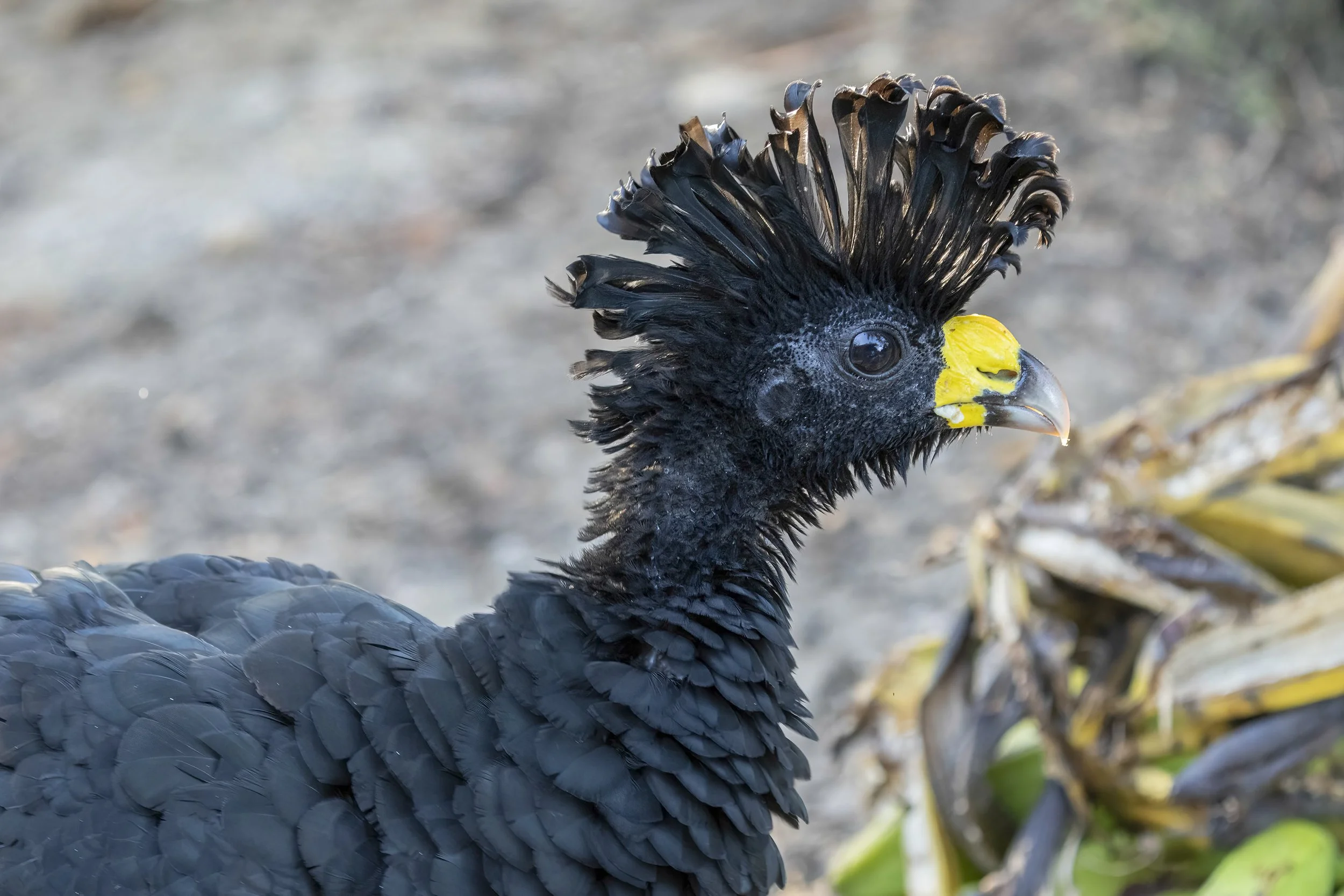 Great Curassow