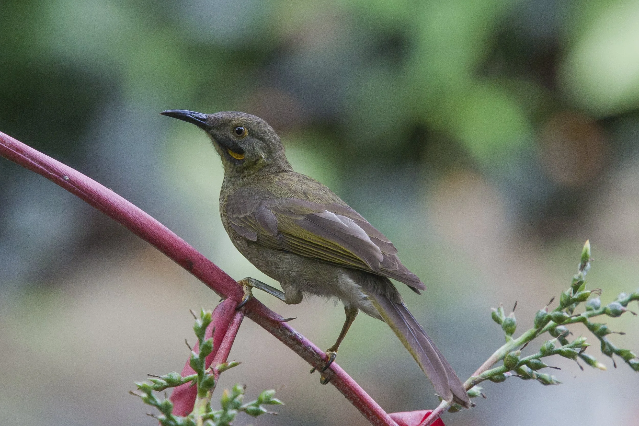 Wattled Honeyeater