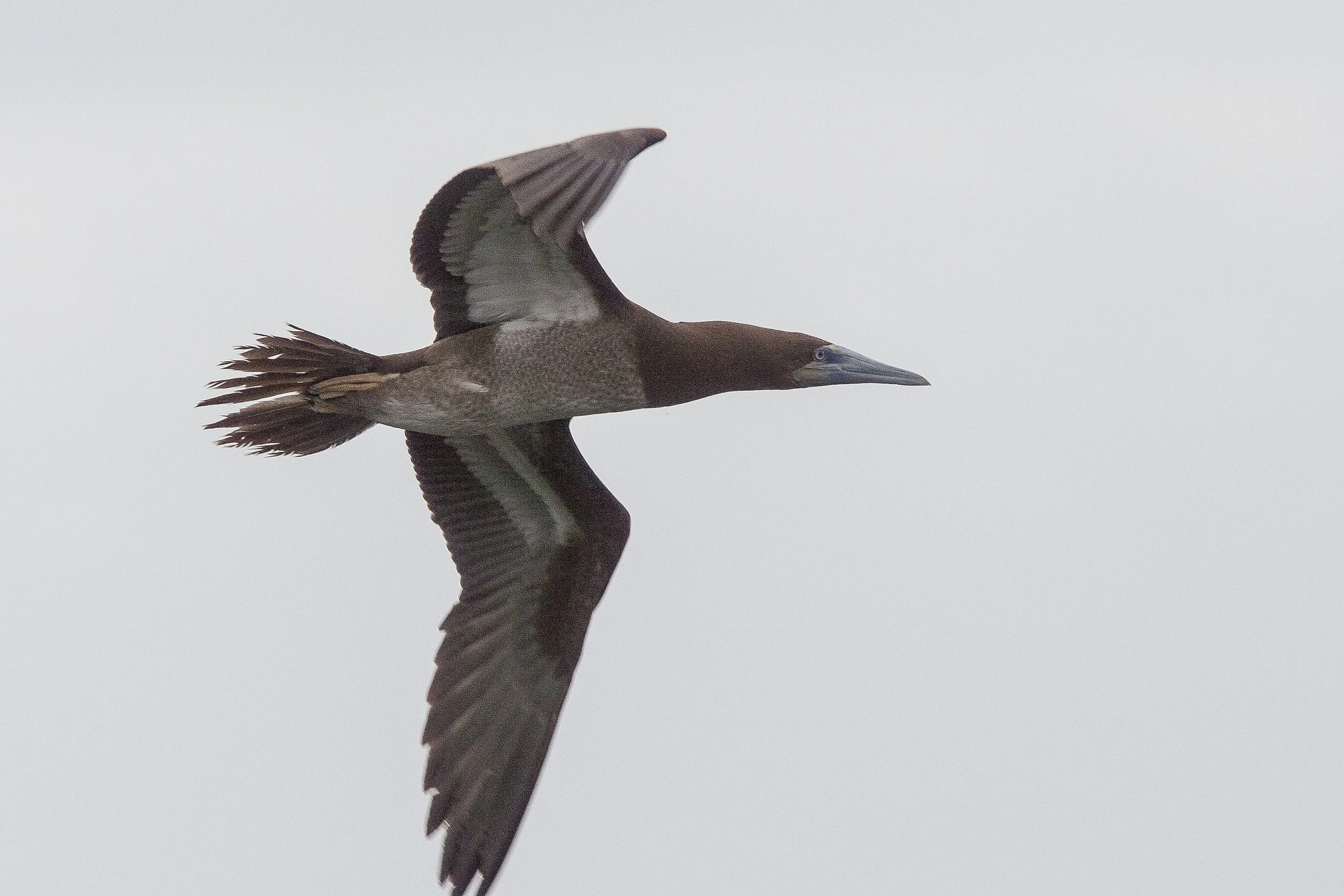 Brown Booby