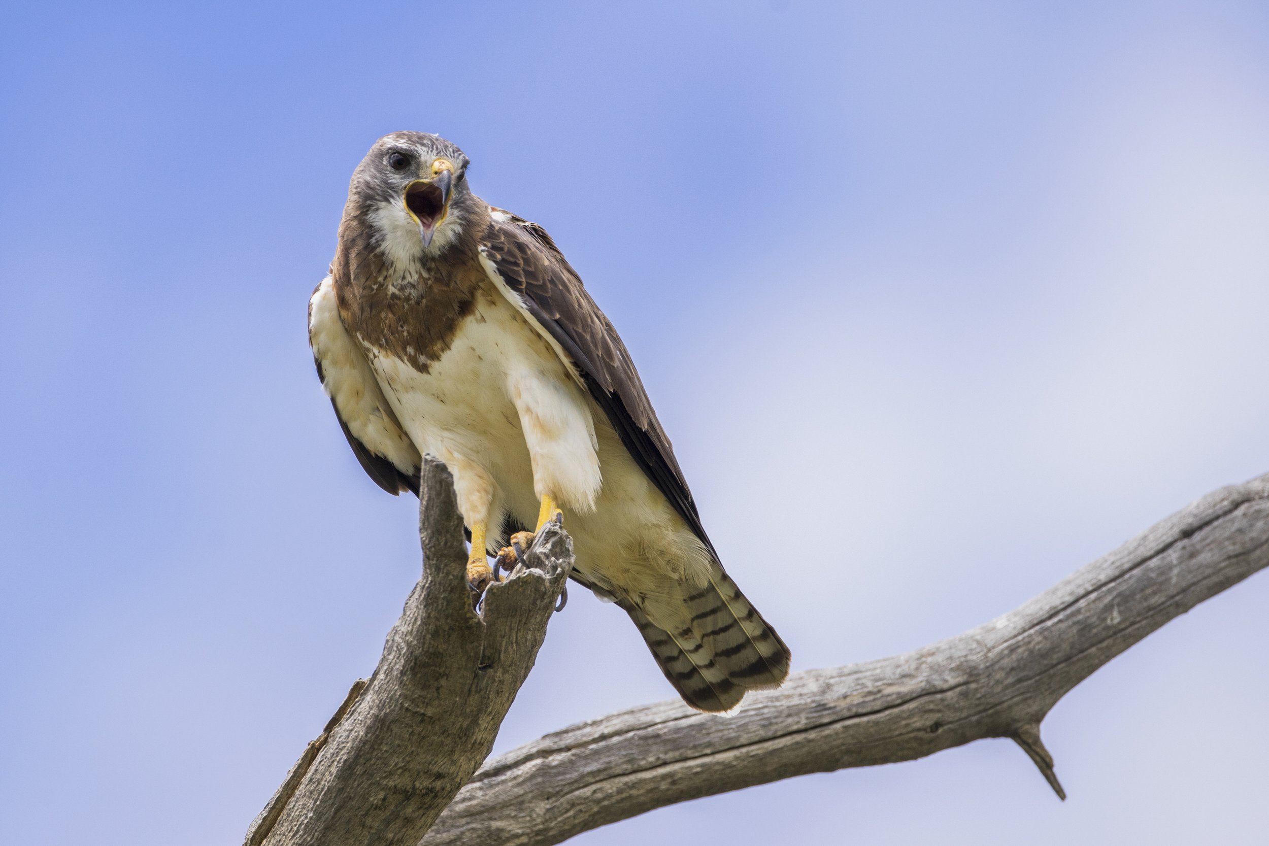 Swainsons Hawk