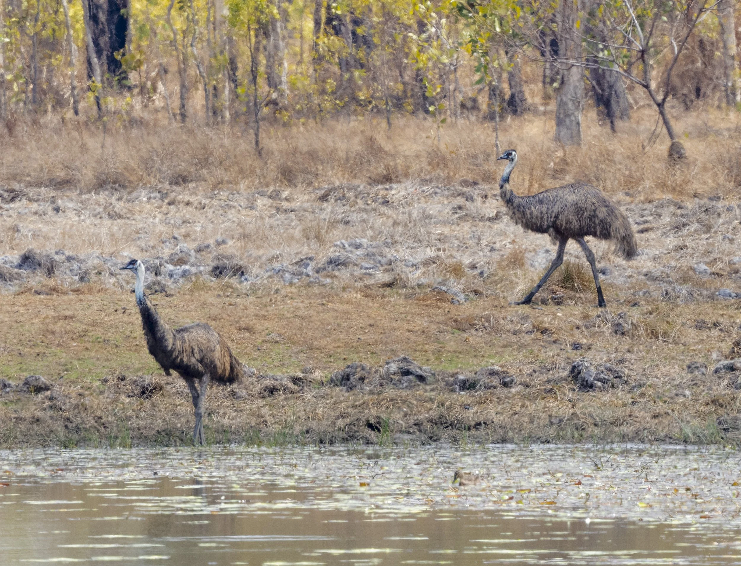 Emu
