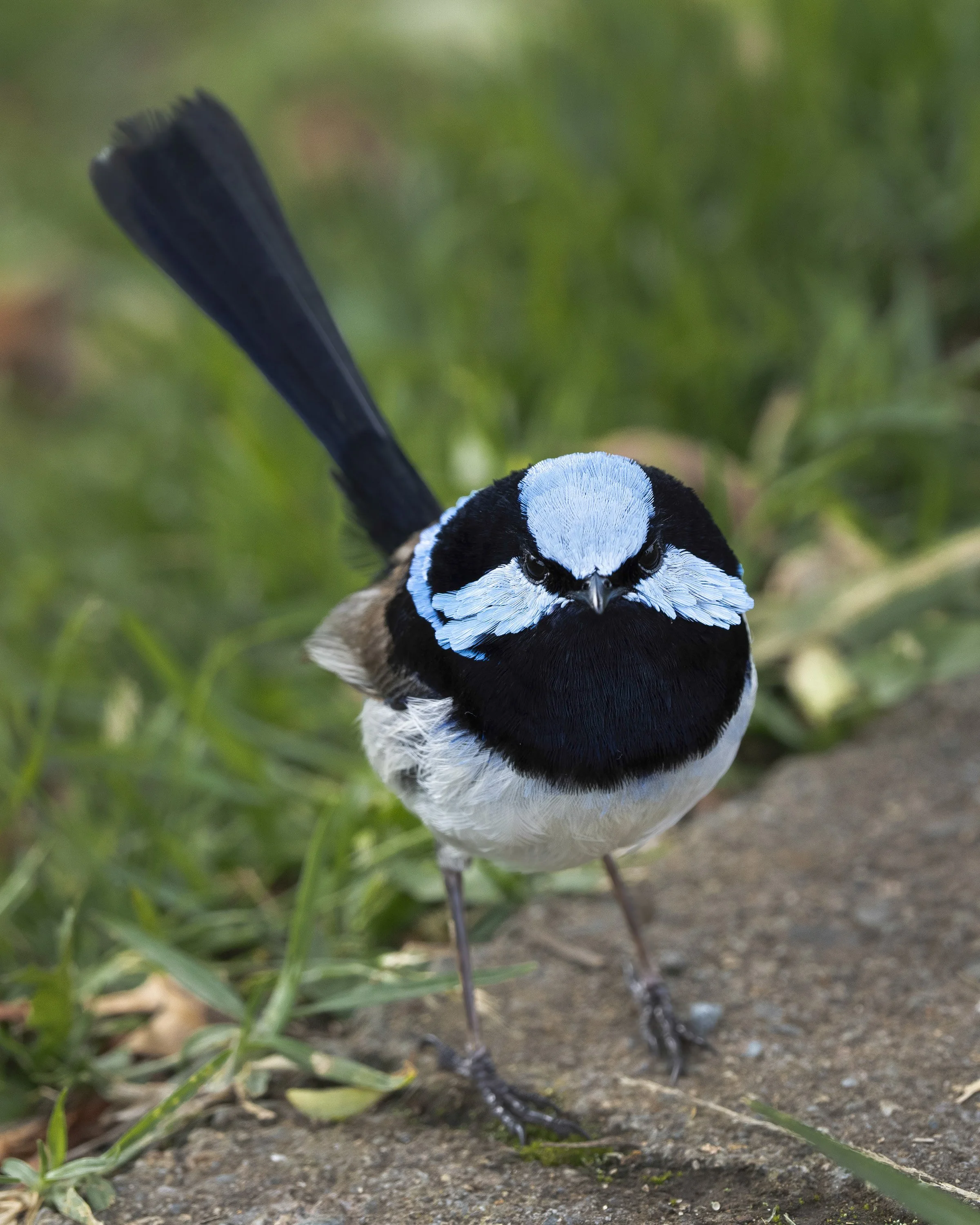 Superb Fairywren