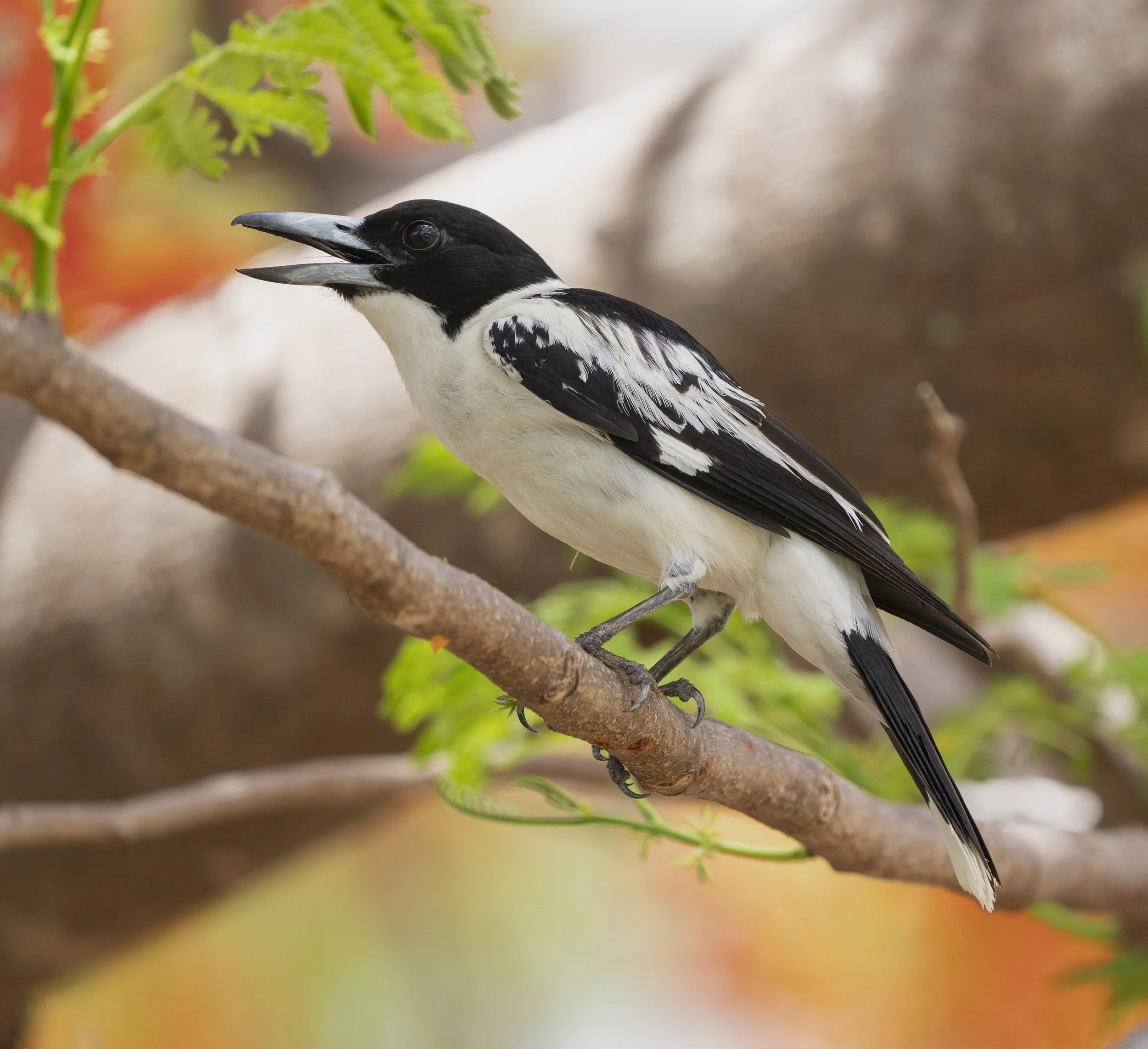 Black Backed Butcherbird