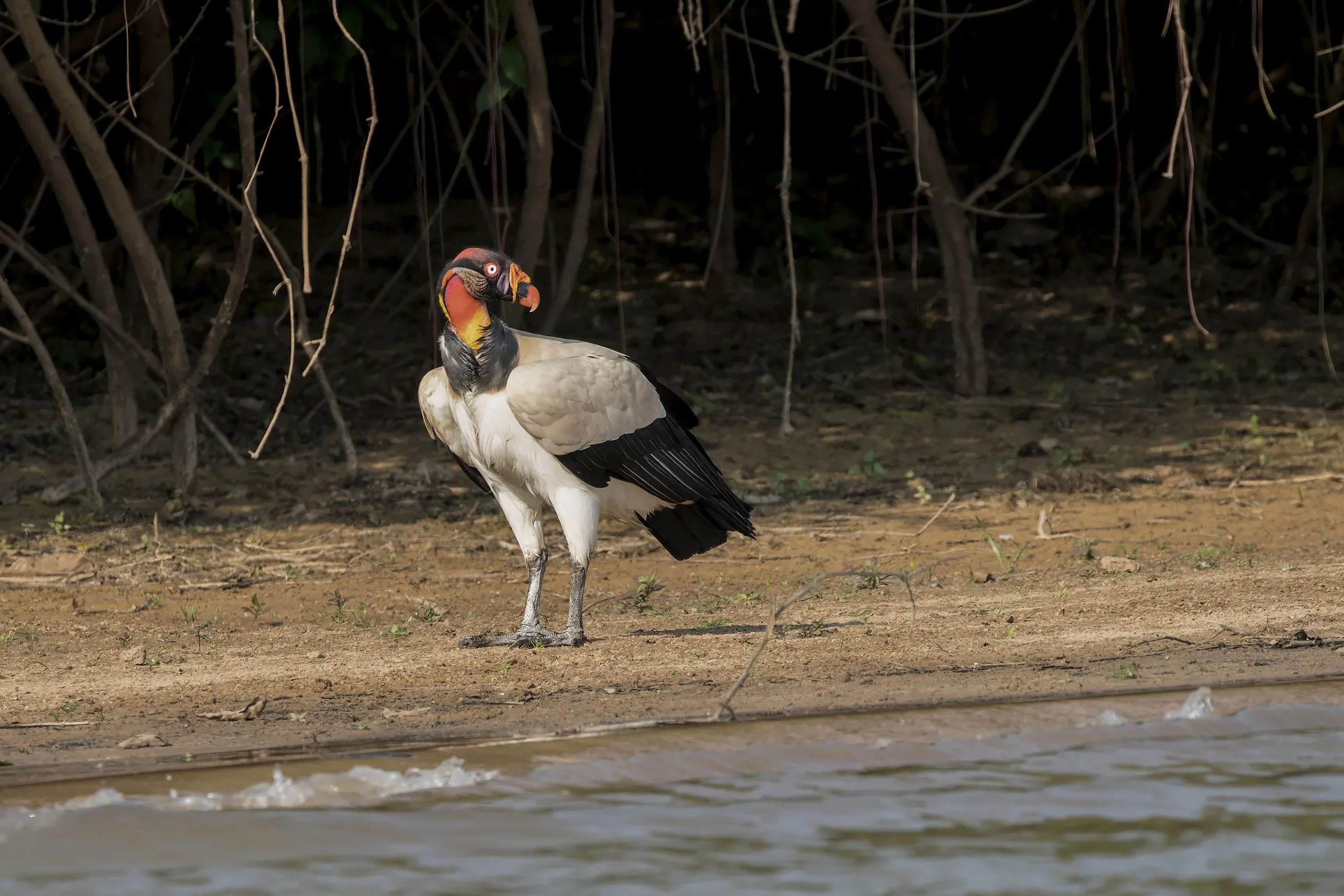 King Vulture