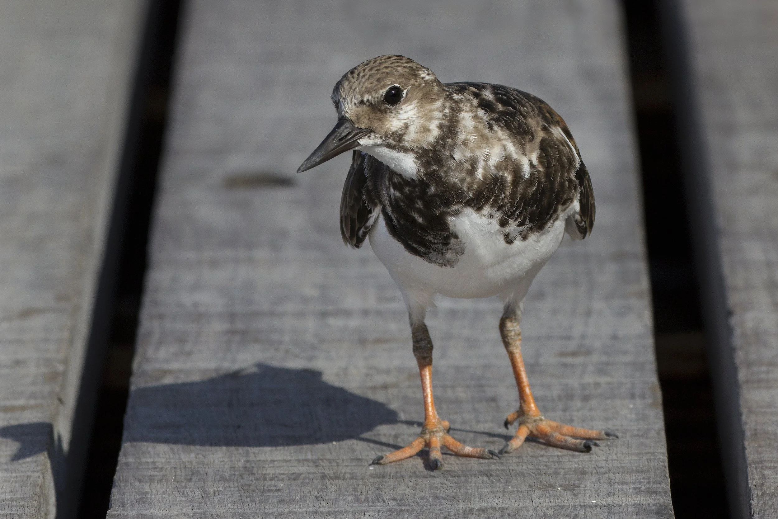 Ruddy Turnstone