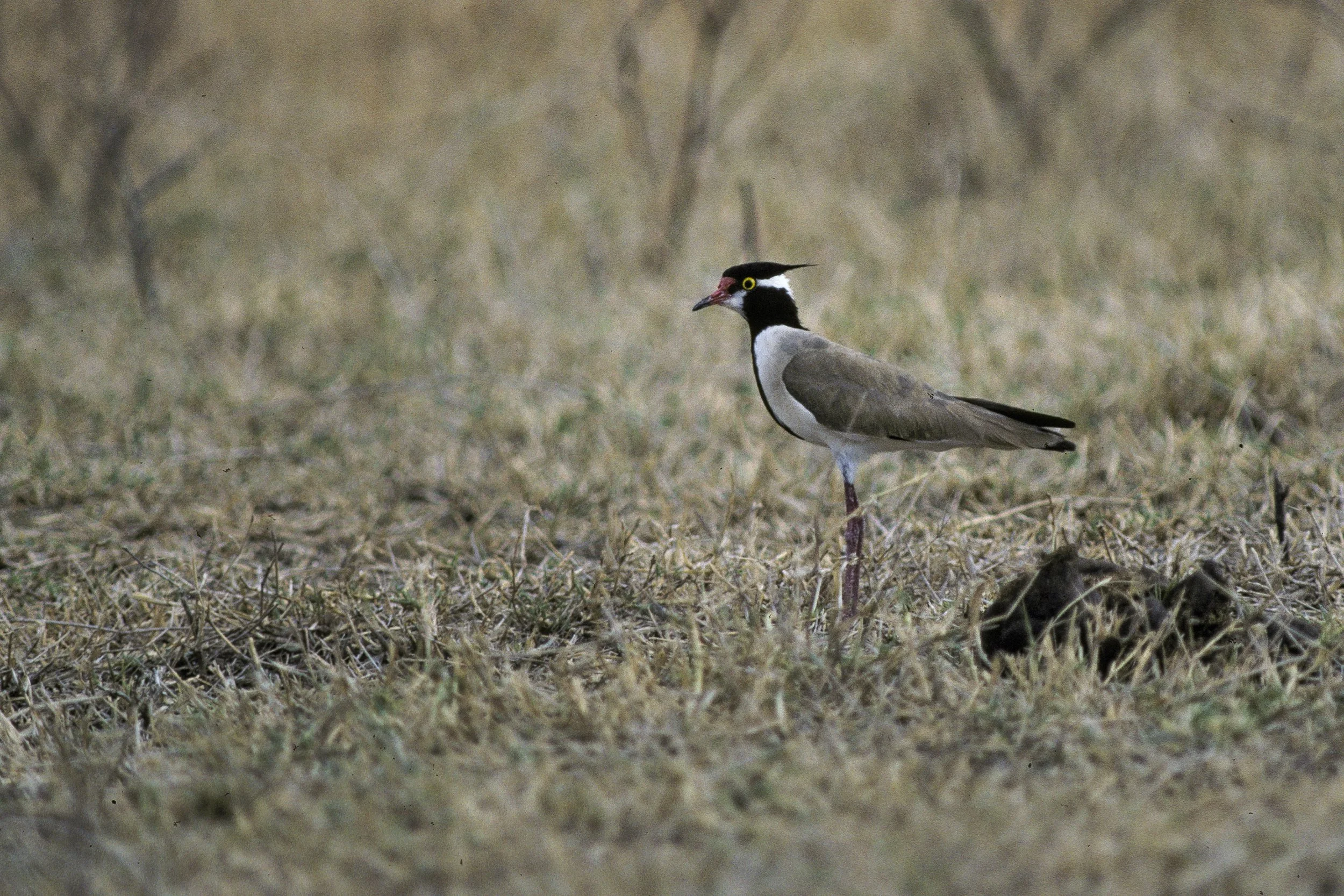 Black Headed Lapwing