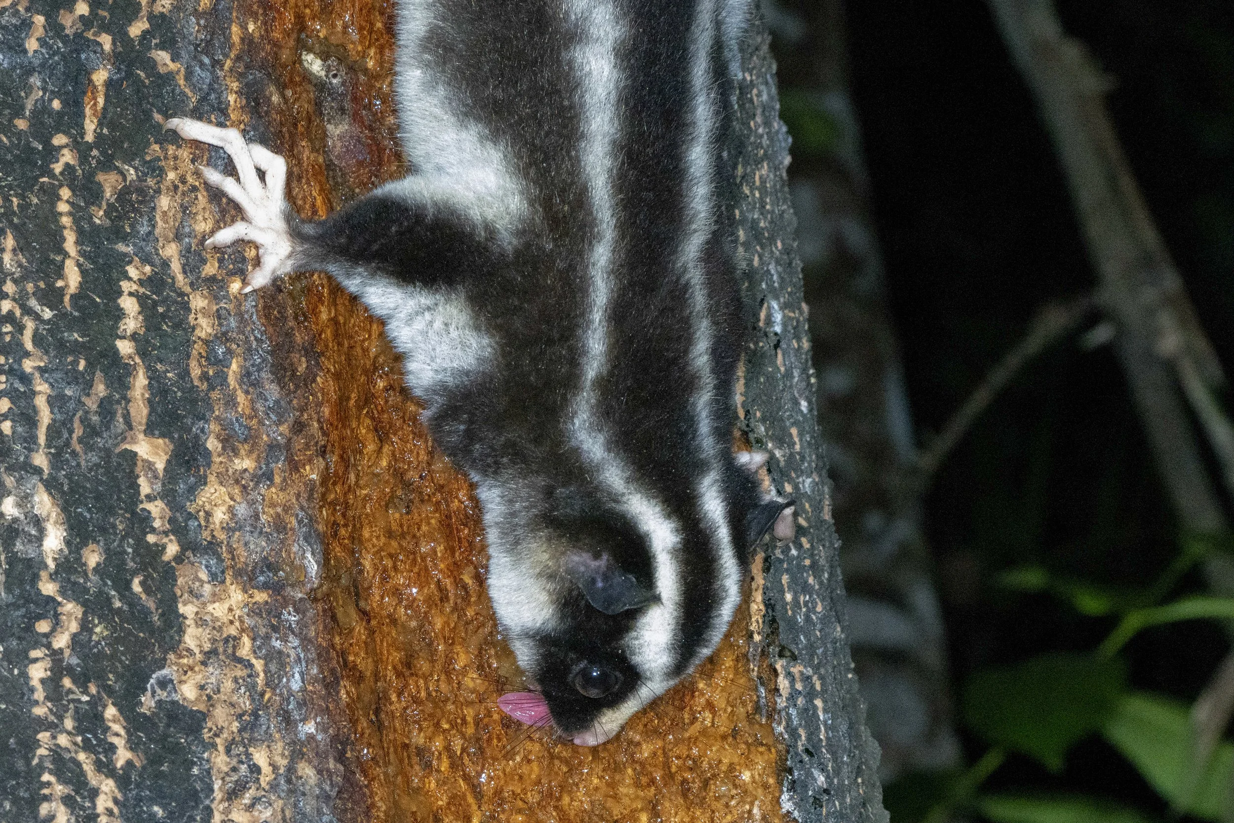 Striped Possum, Australia