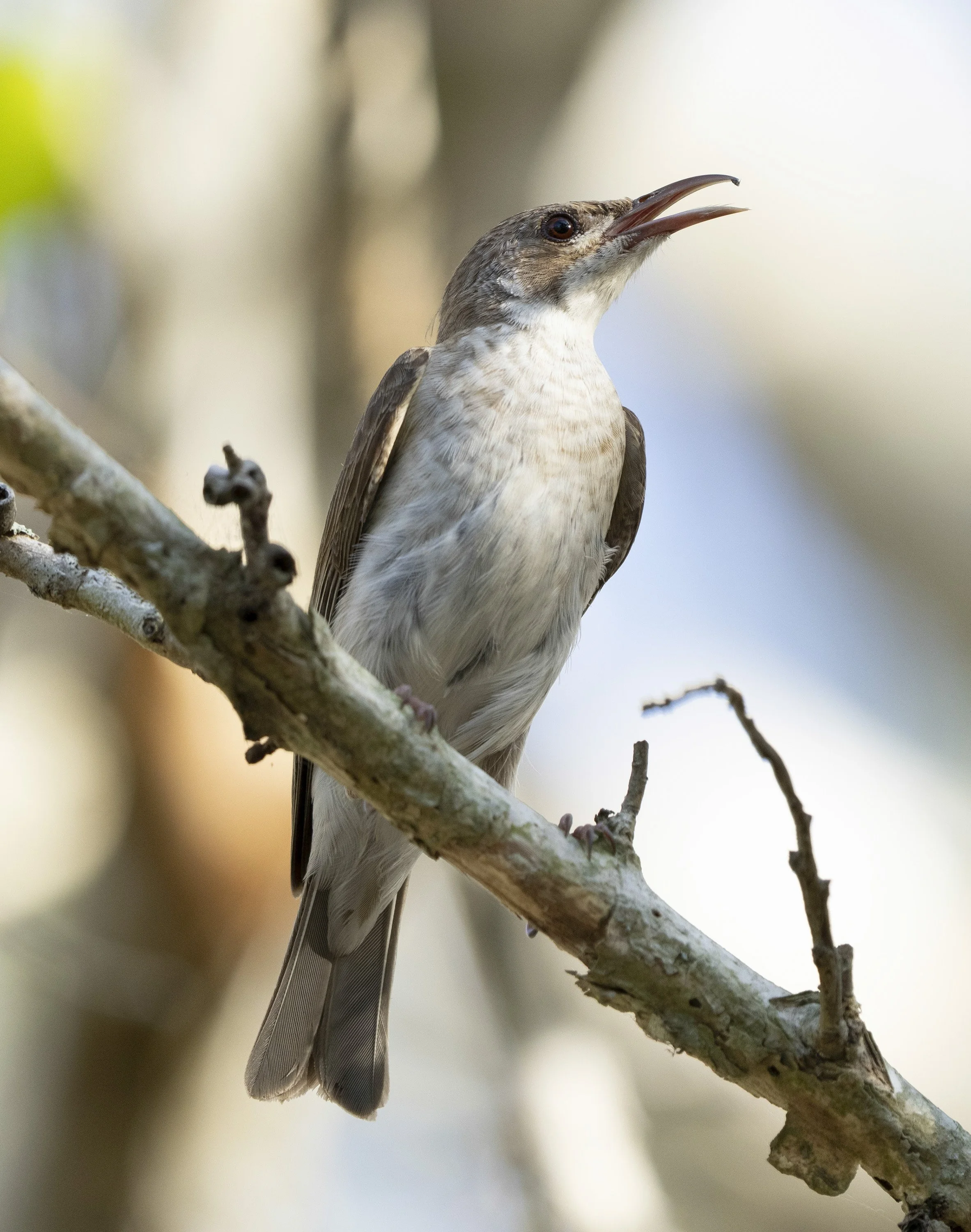 Brown Backed Honeyeater