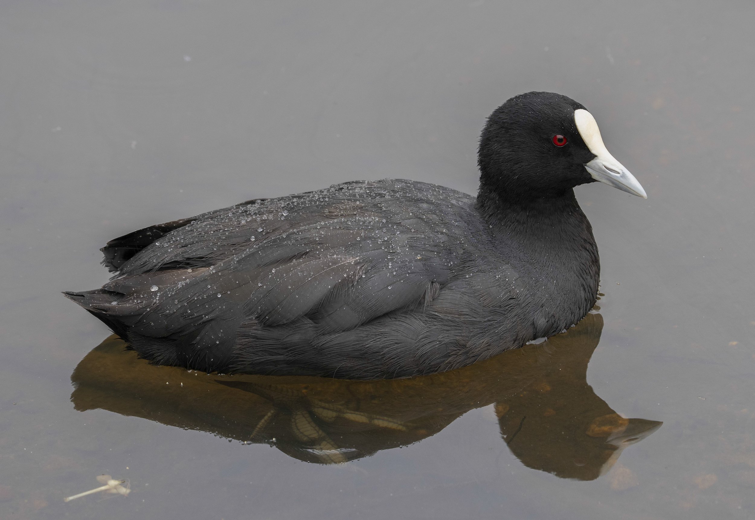 Eurasian Coot