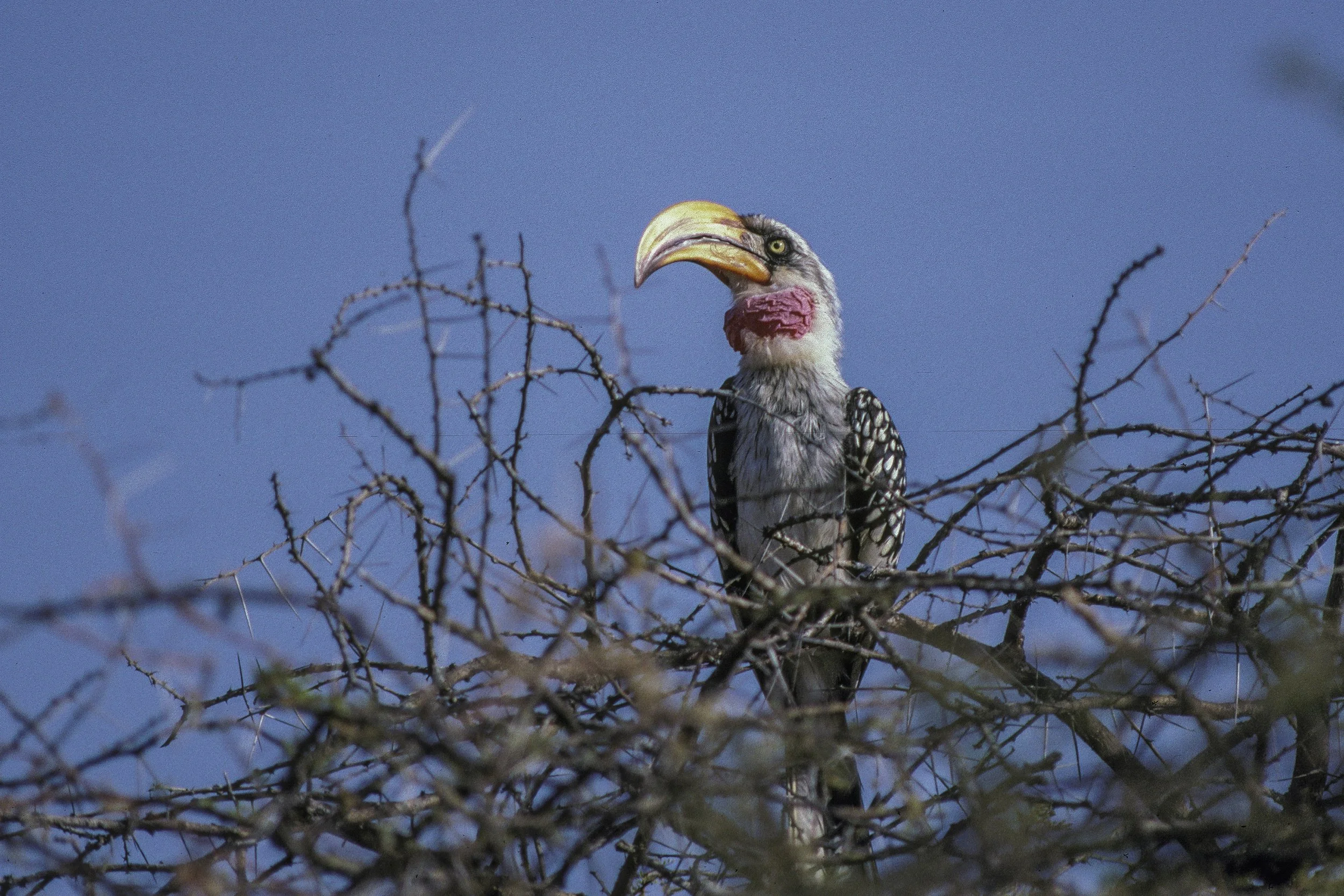 Northern Yellow Billed Hornbill
