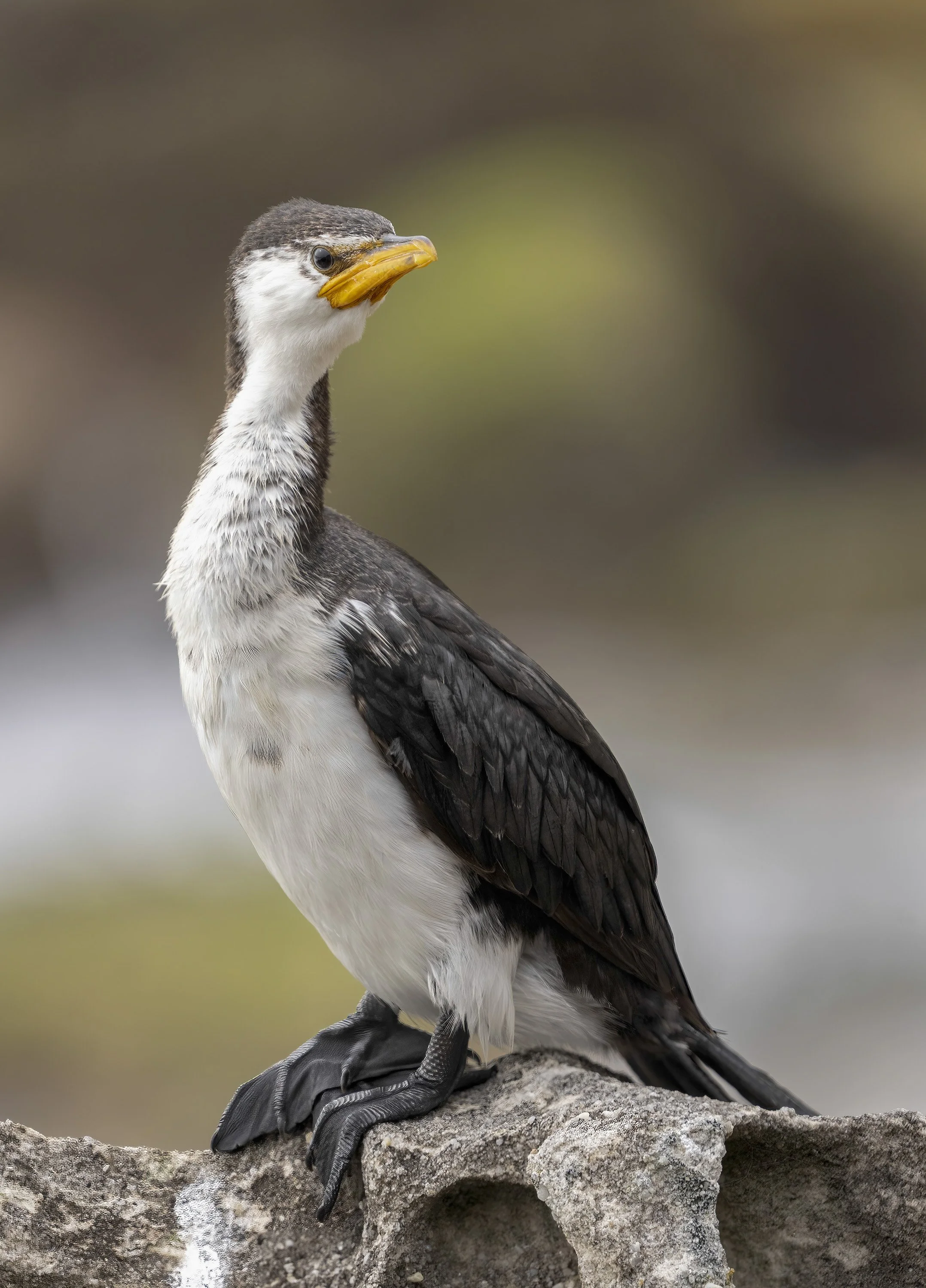 Little Pied Cormorant