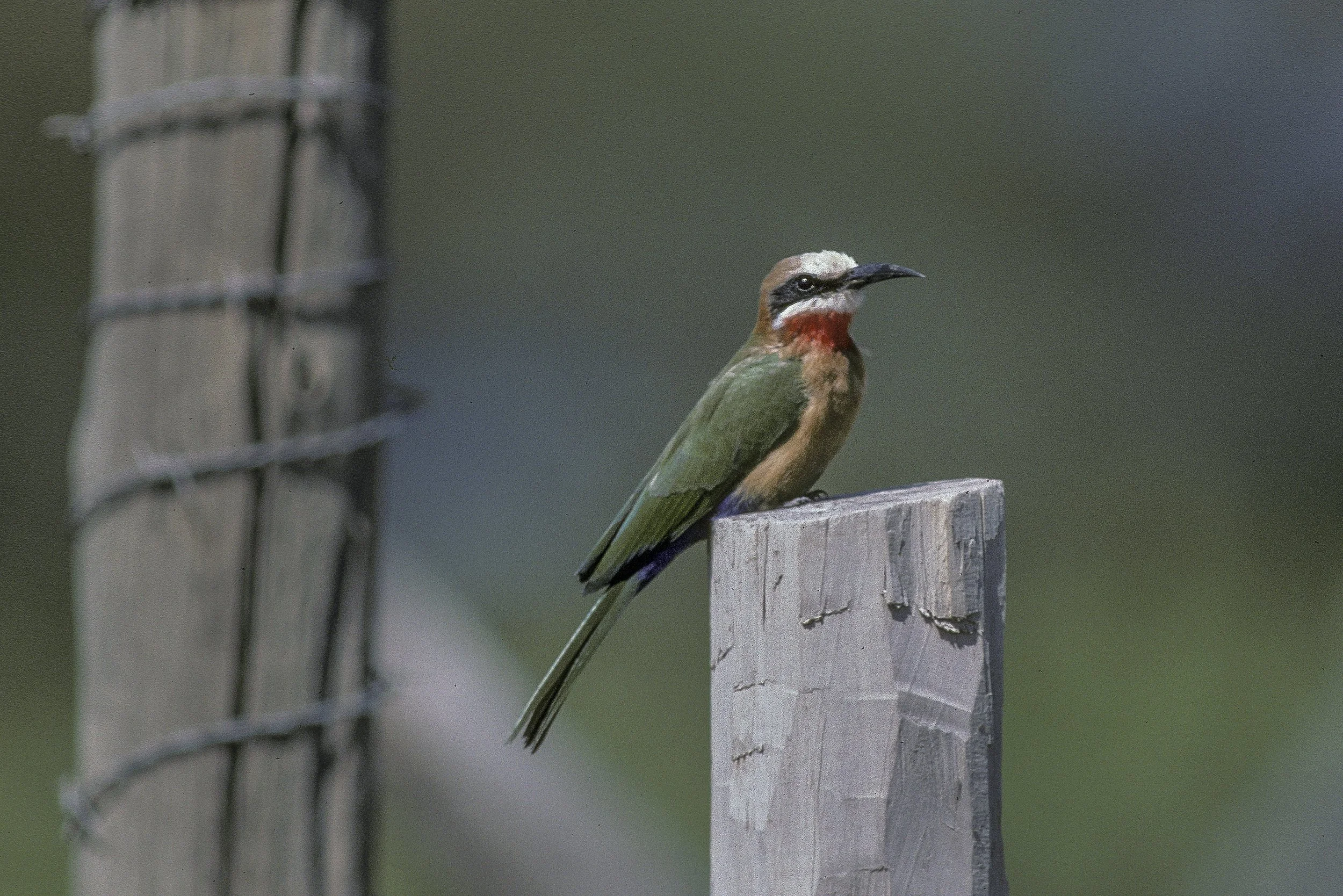 White Fronted Bee Eater