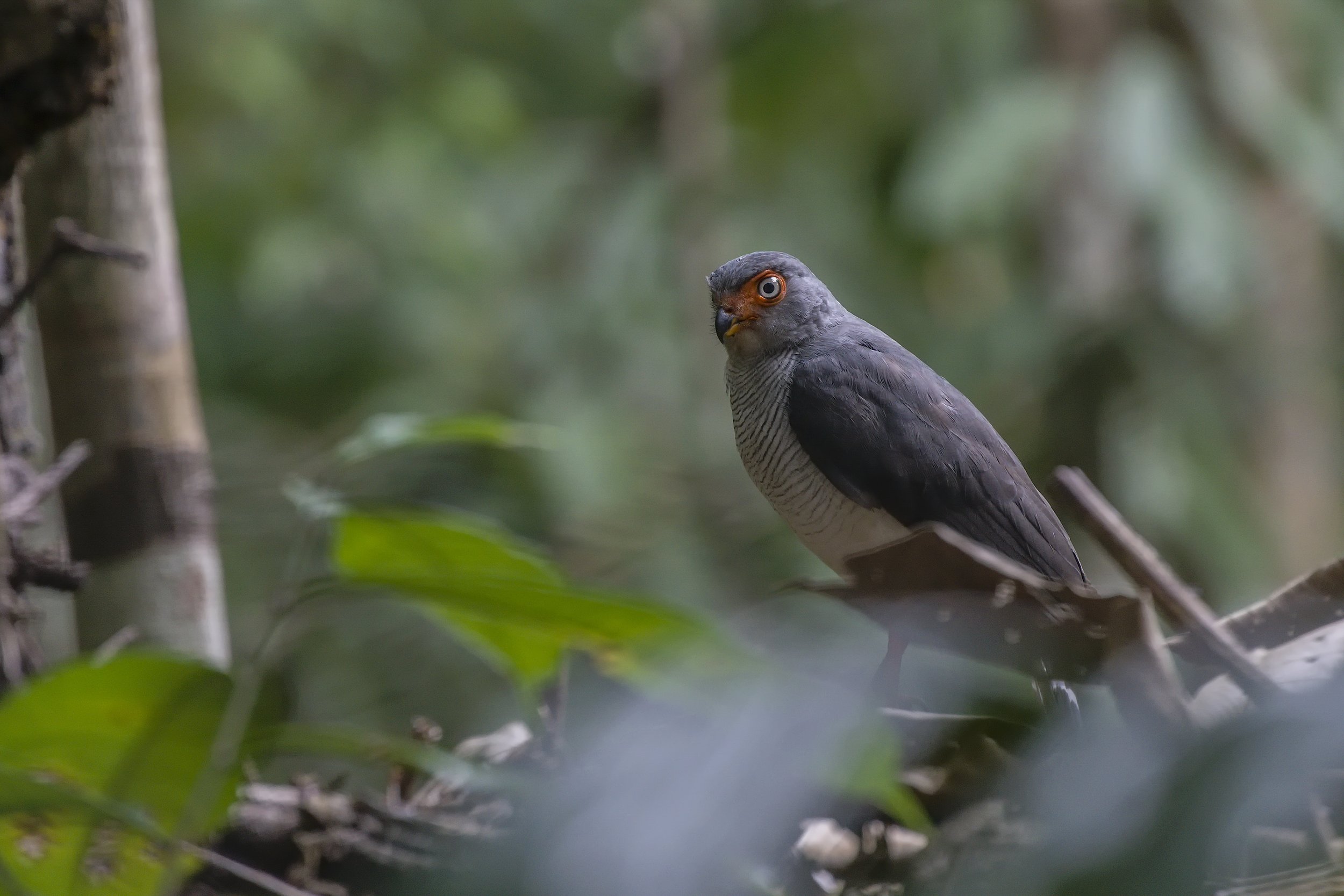 Cryptic Forest Falcon