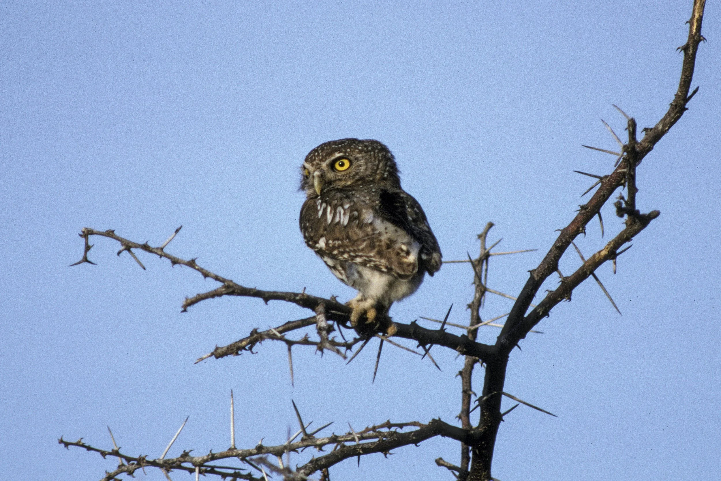 Pearl Spotted Owlet