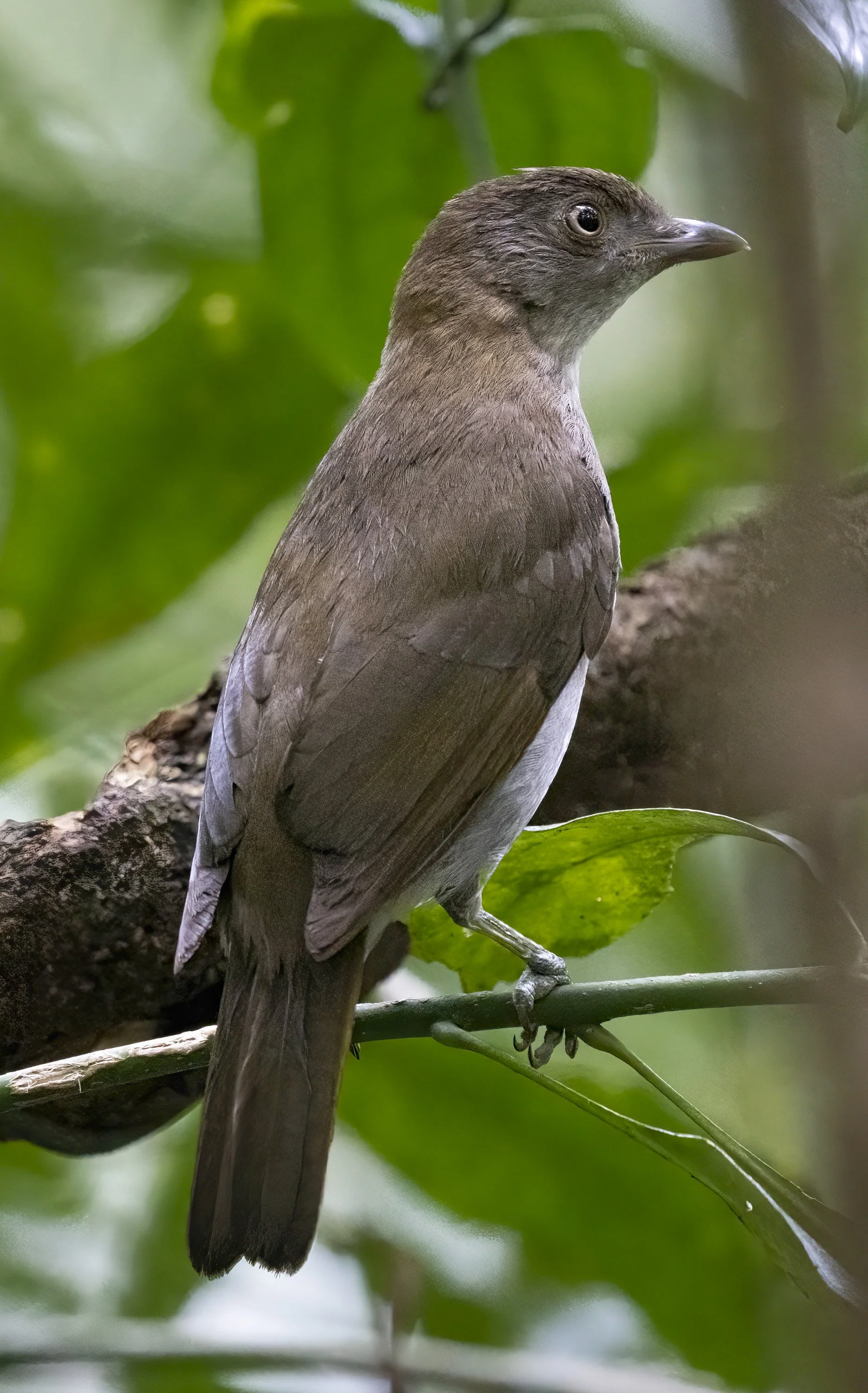 Golden Bowerbird