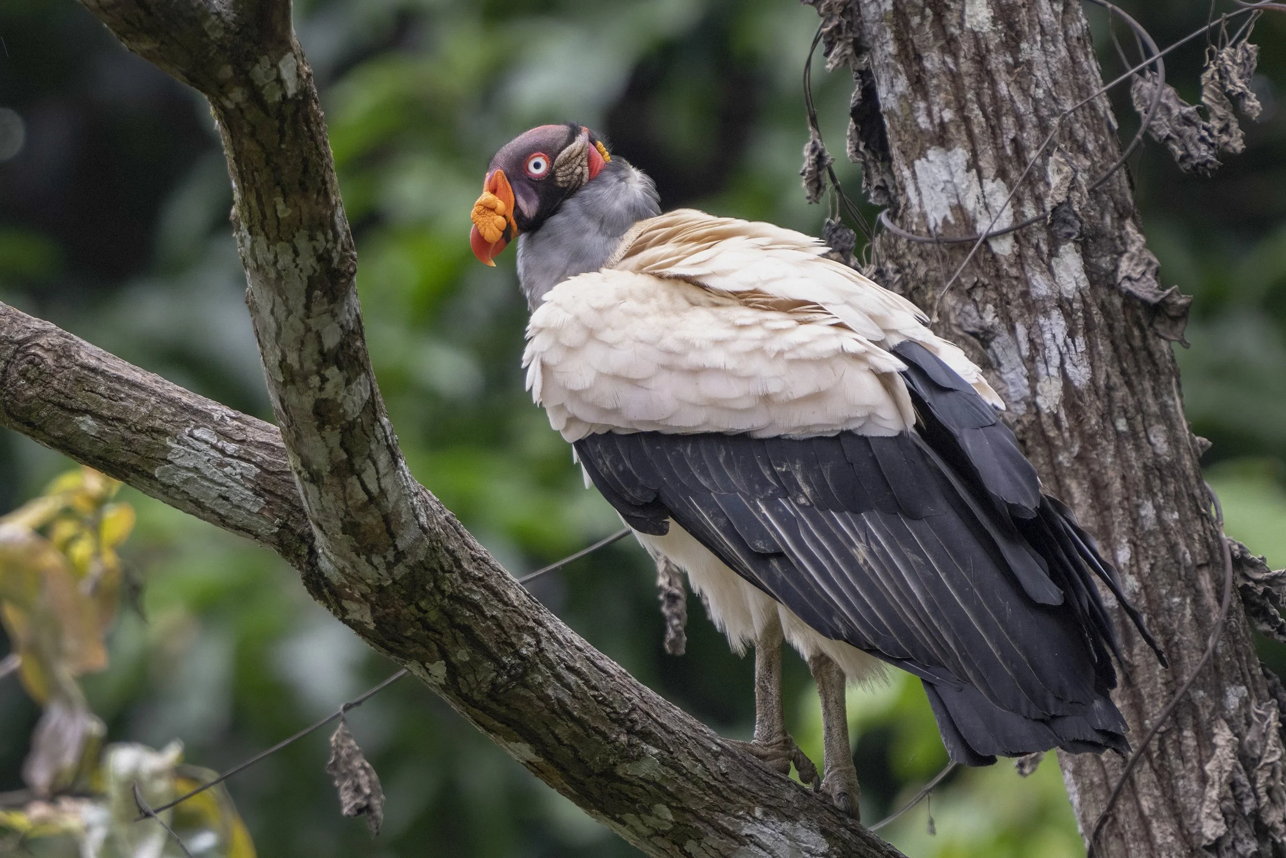 King Vulture
