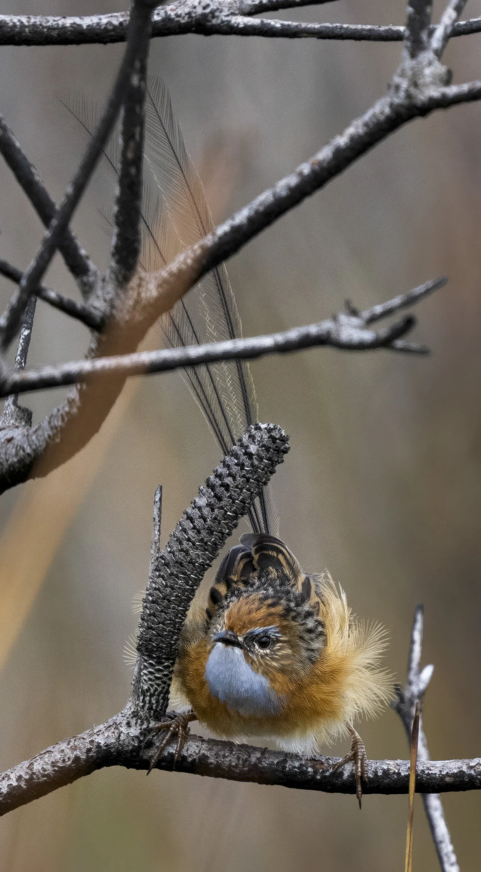 Southern Emuwren