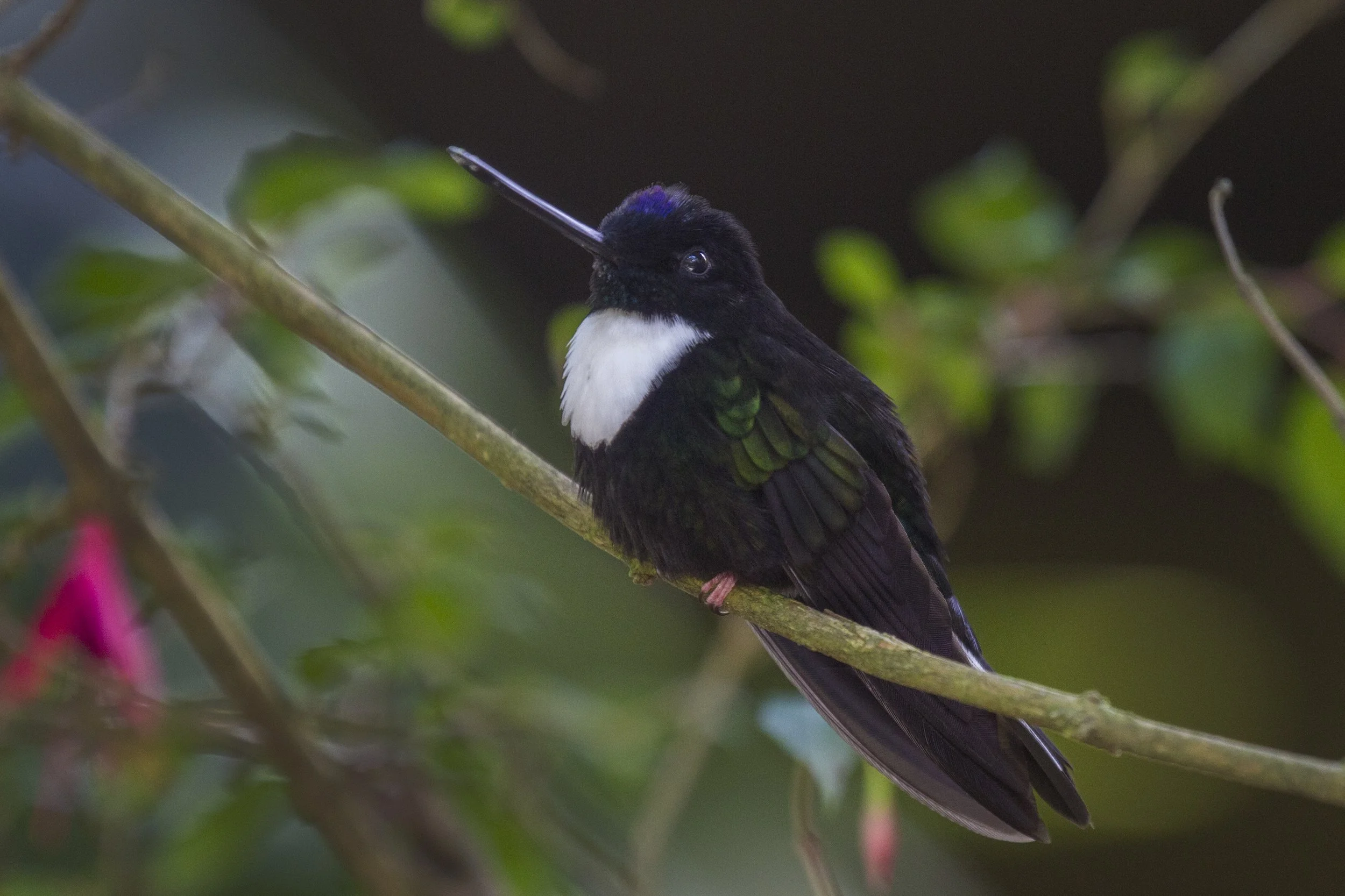 Collared inca