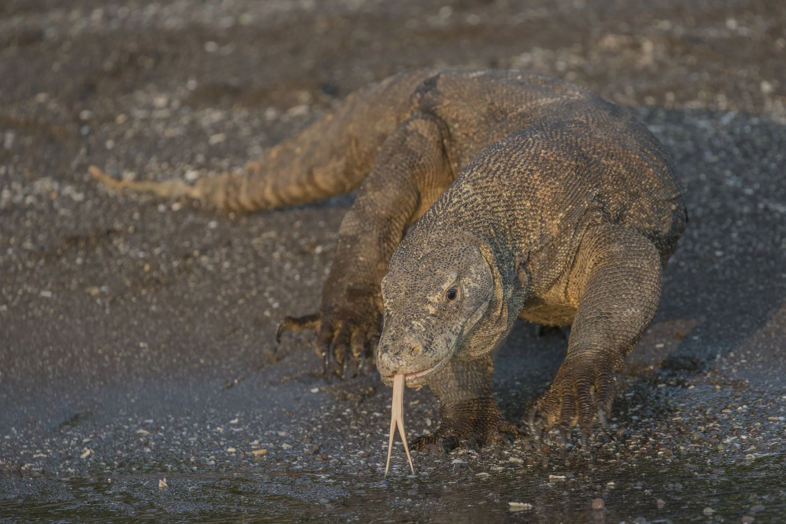 Komodo Dragon, Indonesia