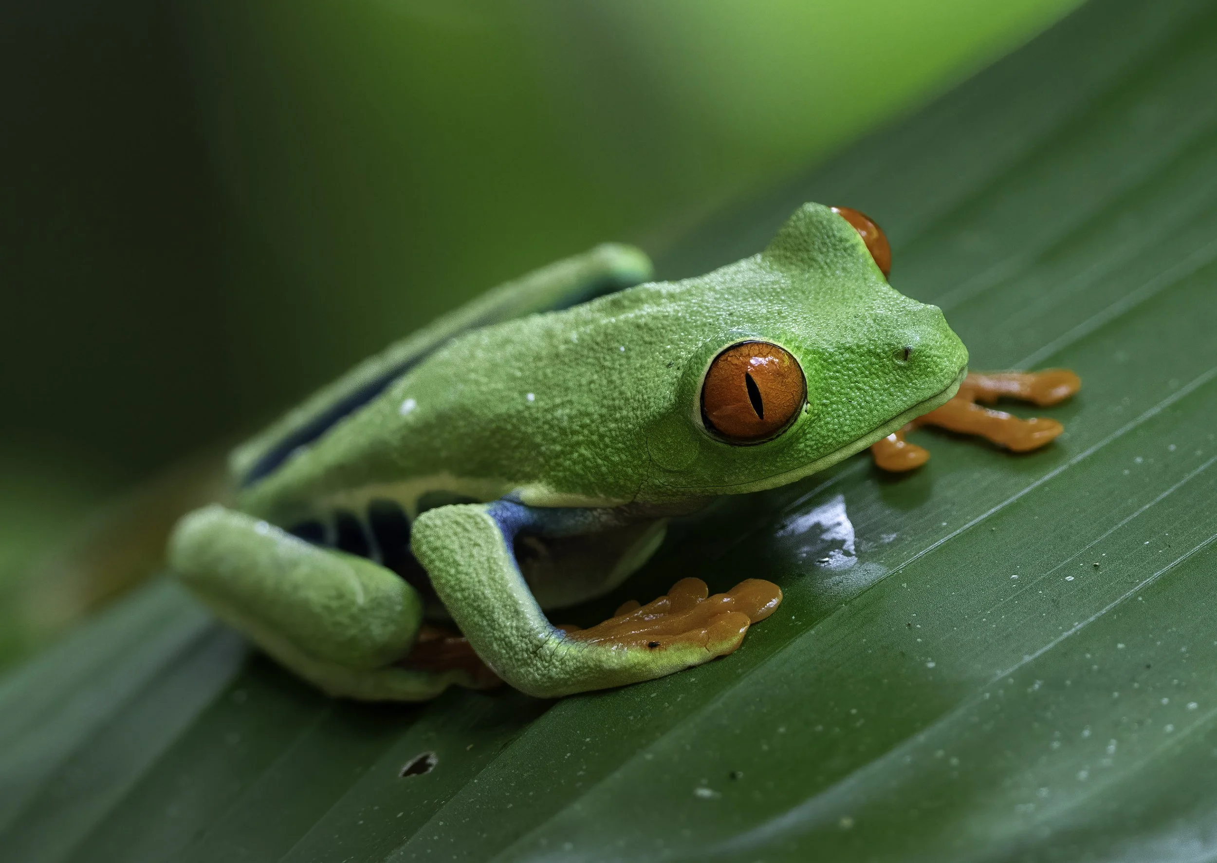 Red Eyed Leaf Frog, Costa Rica