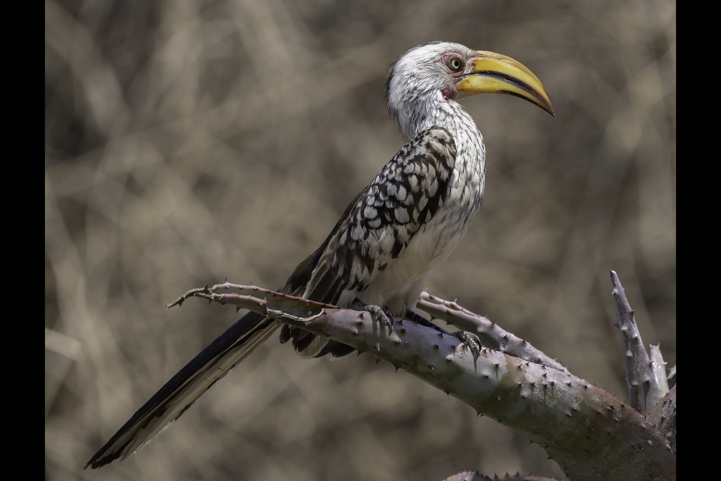 Southern Yellow Billed Hornbill