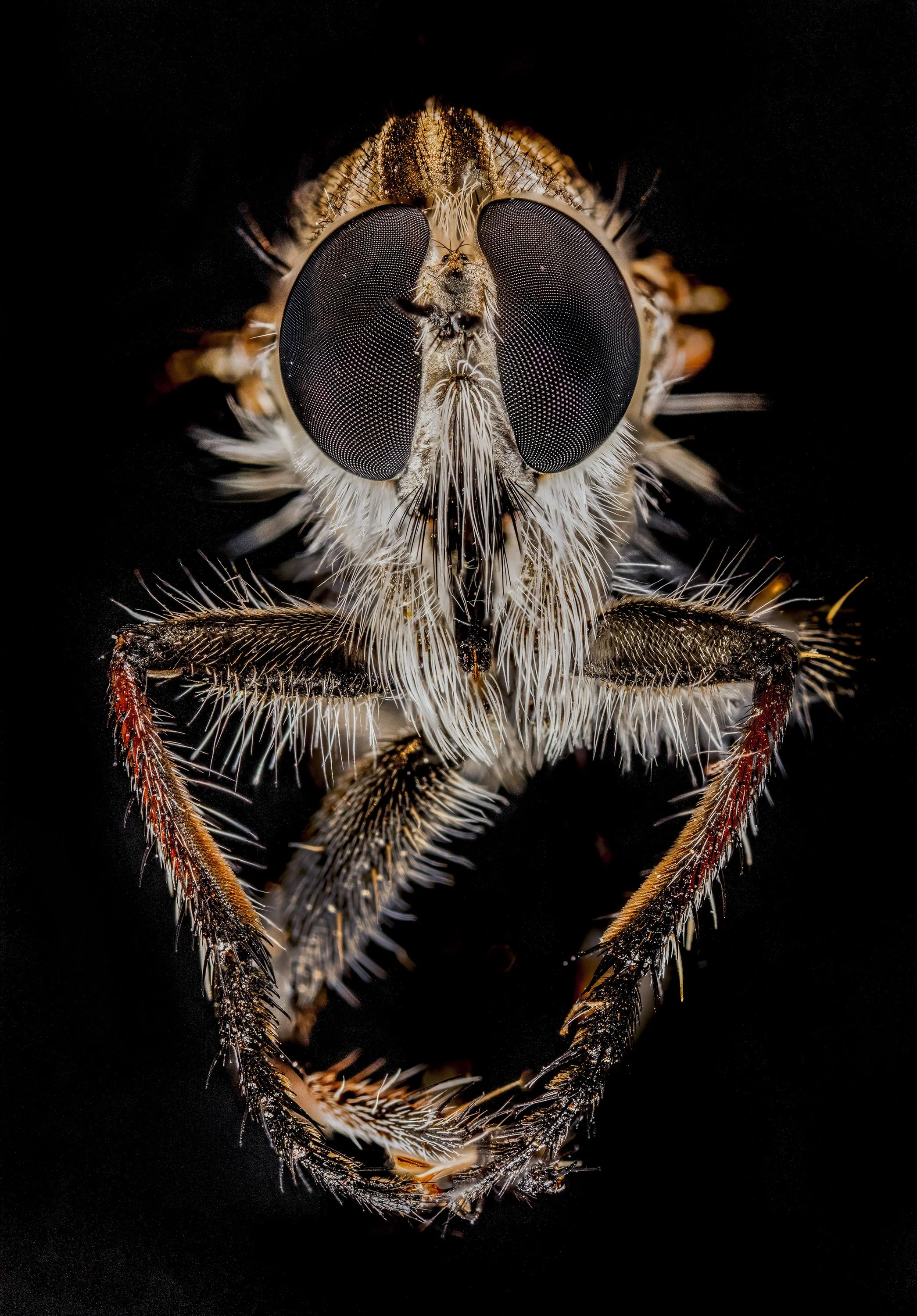 Robber_Fly.jpg