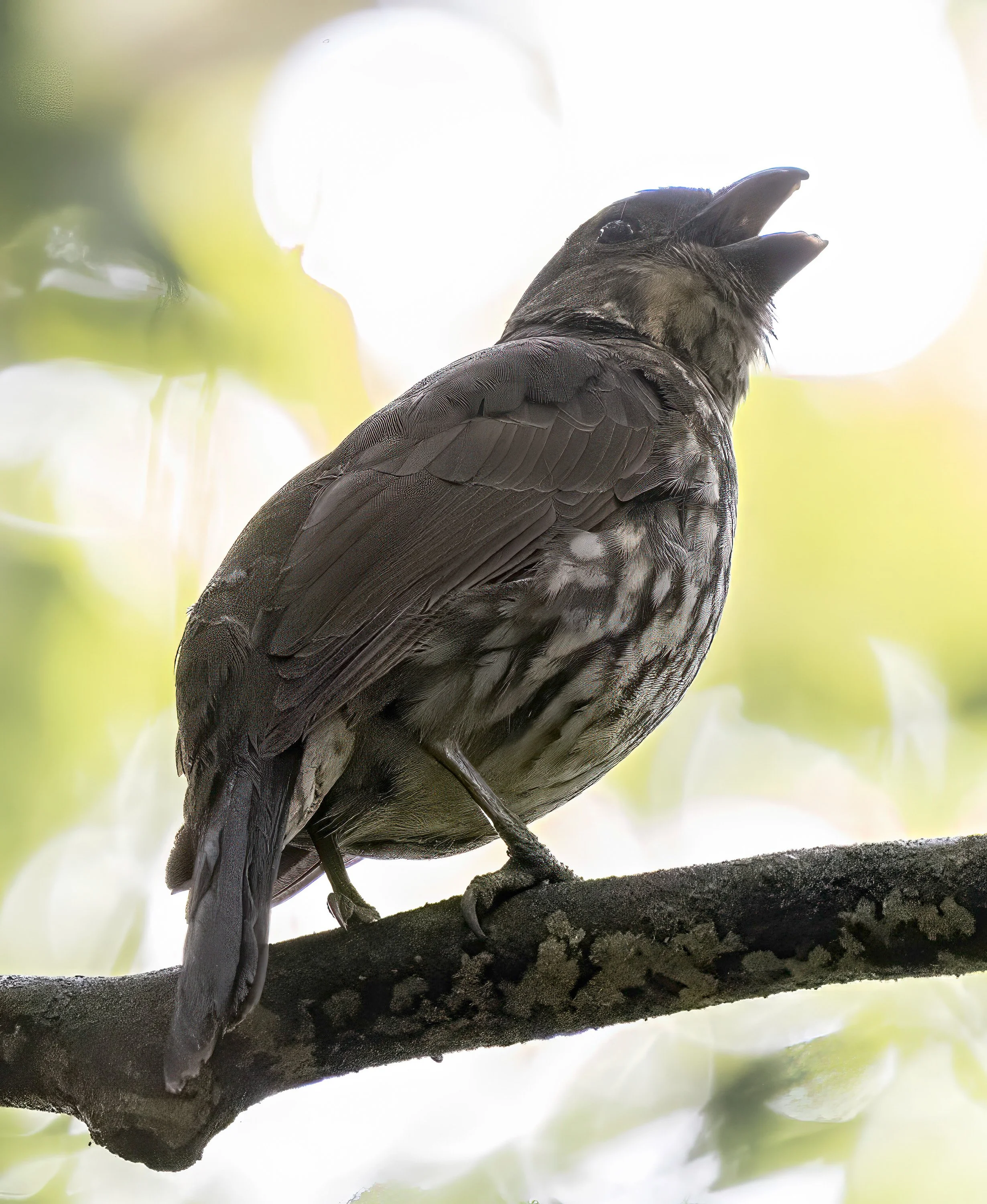 Tooth Billed Bowerbird