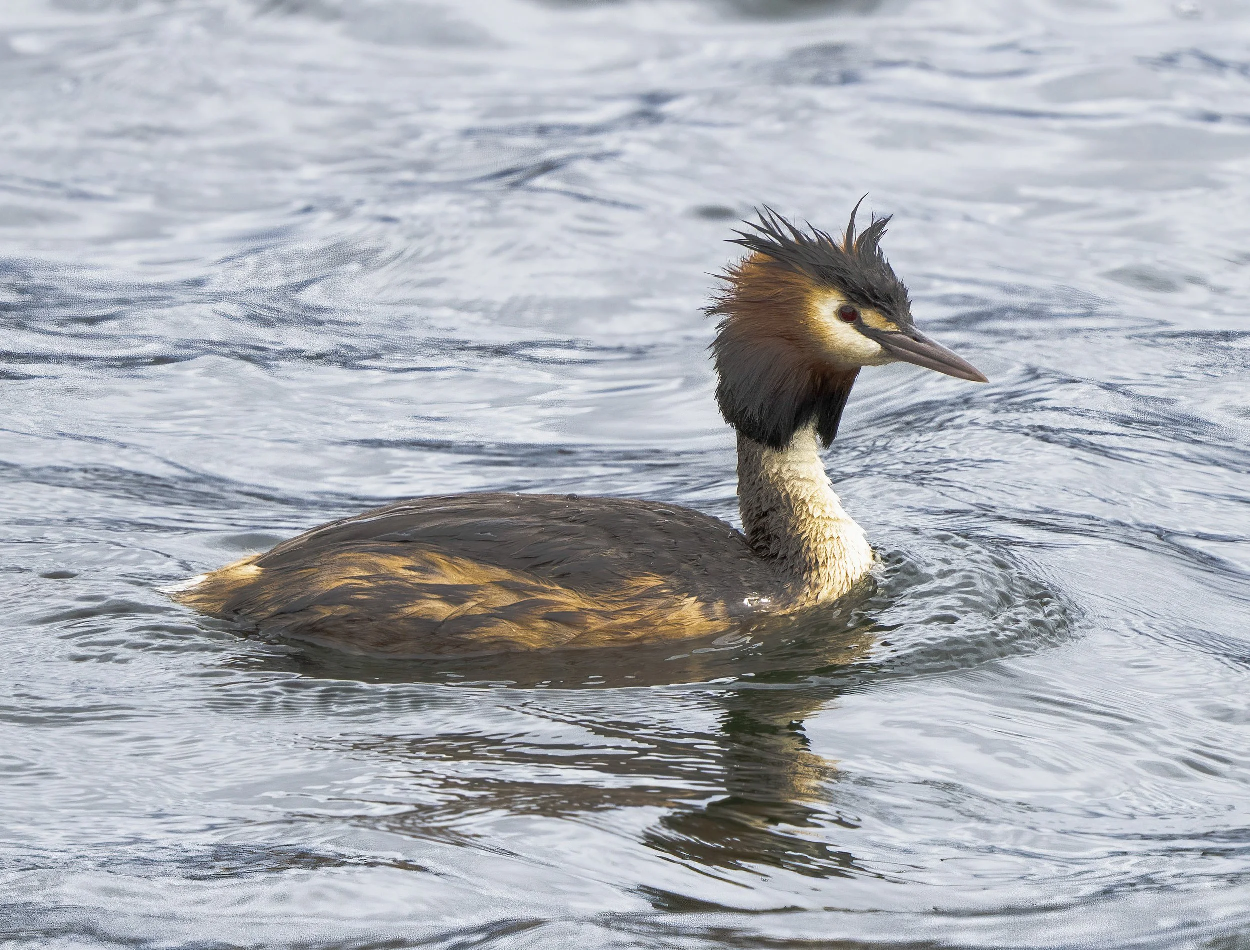 Great Crested Grebe
