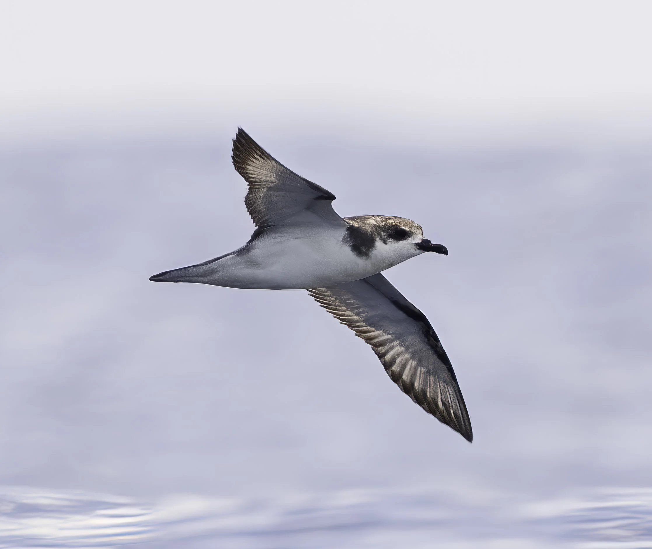 Pycroft's Petrel
