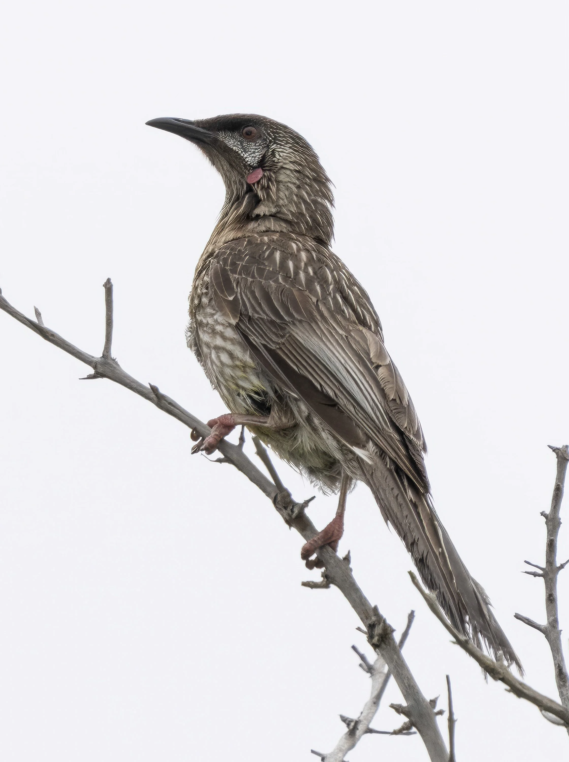 Red Wattlebird