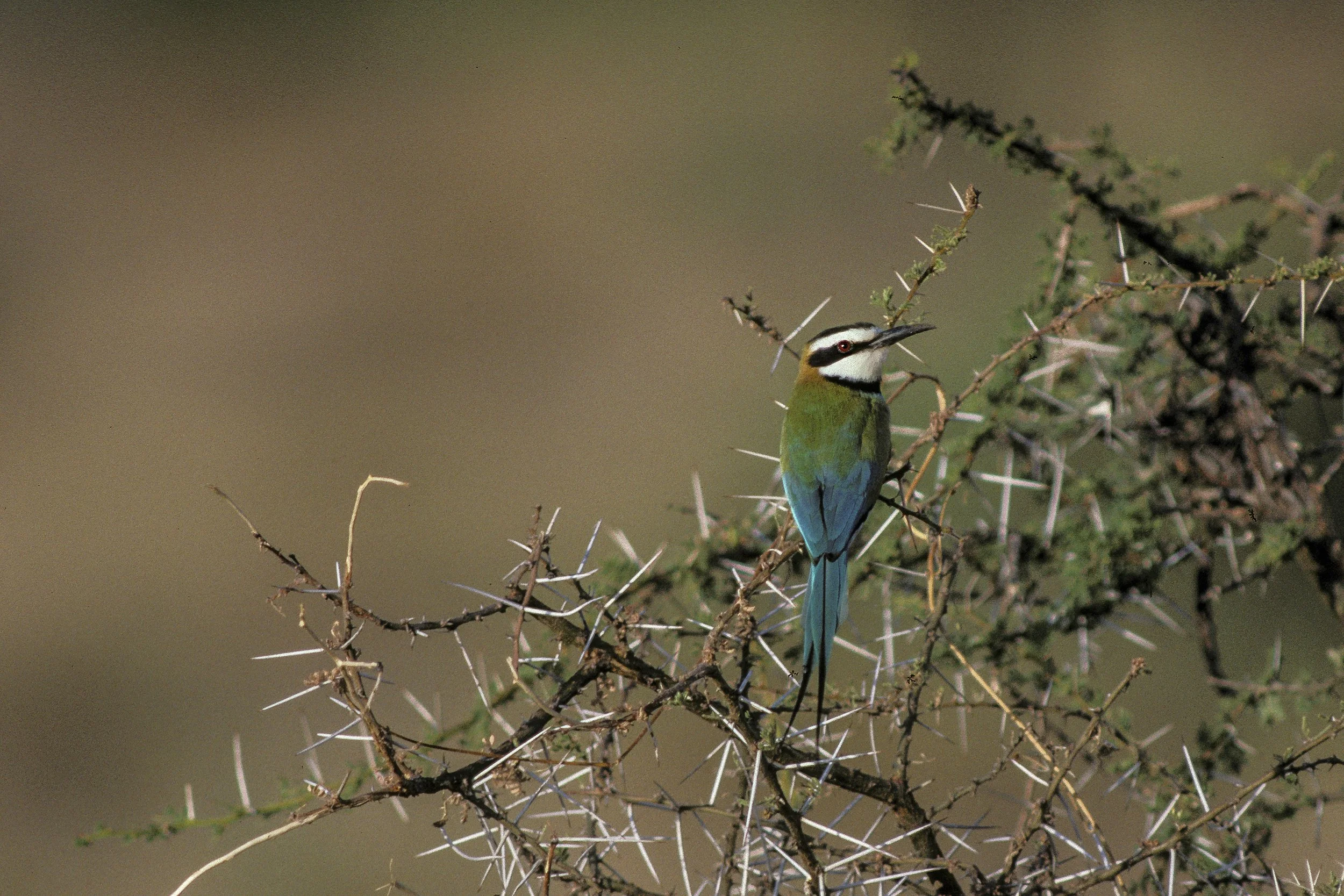 White Throated Bee Eater