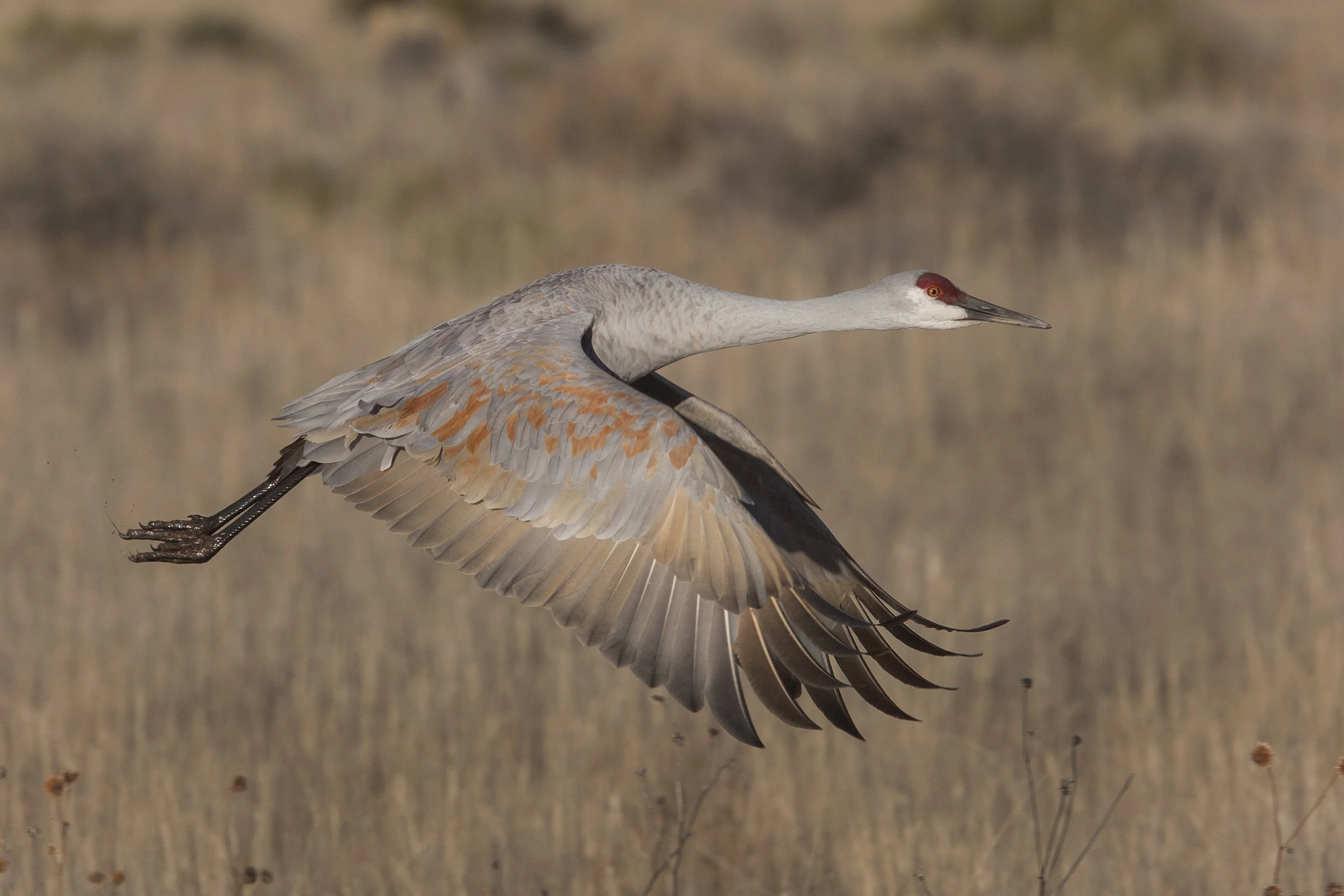 Sandhill Crane