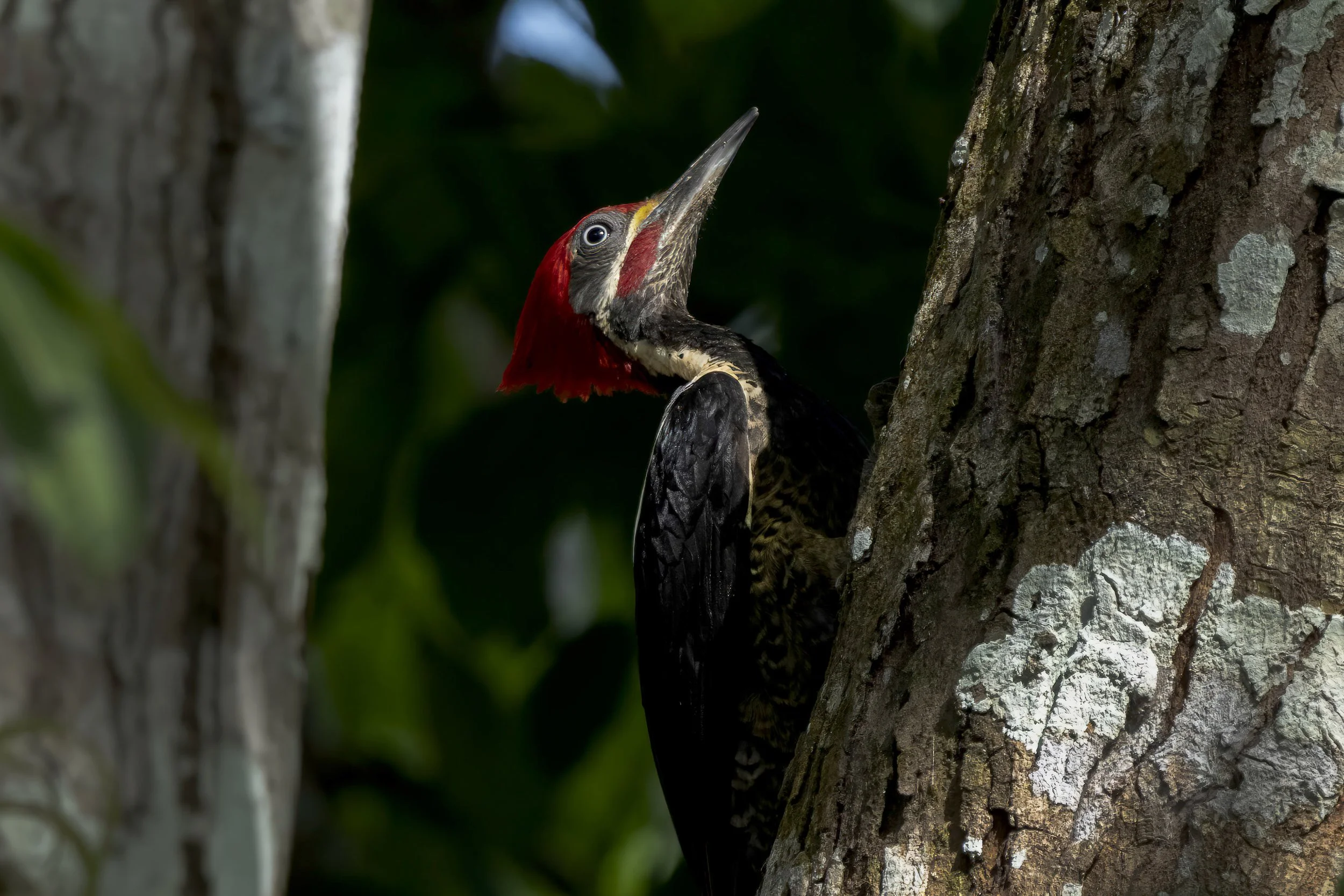 Lineated Woodpecker