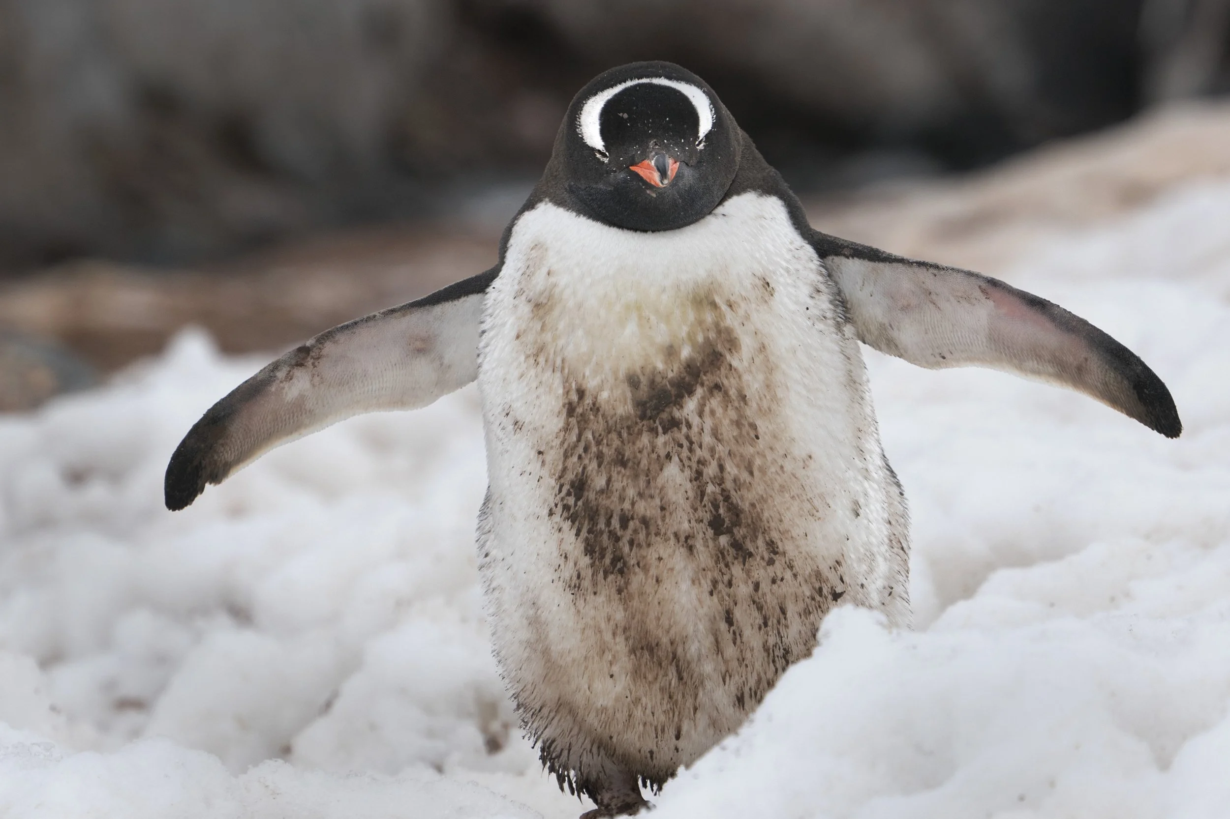 Gentoo Penguin