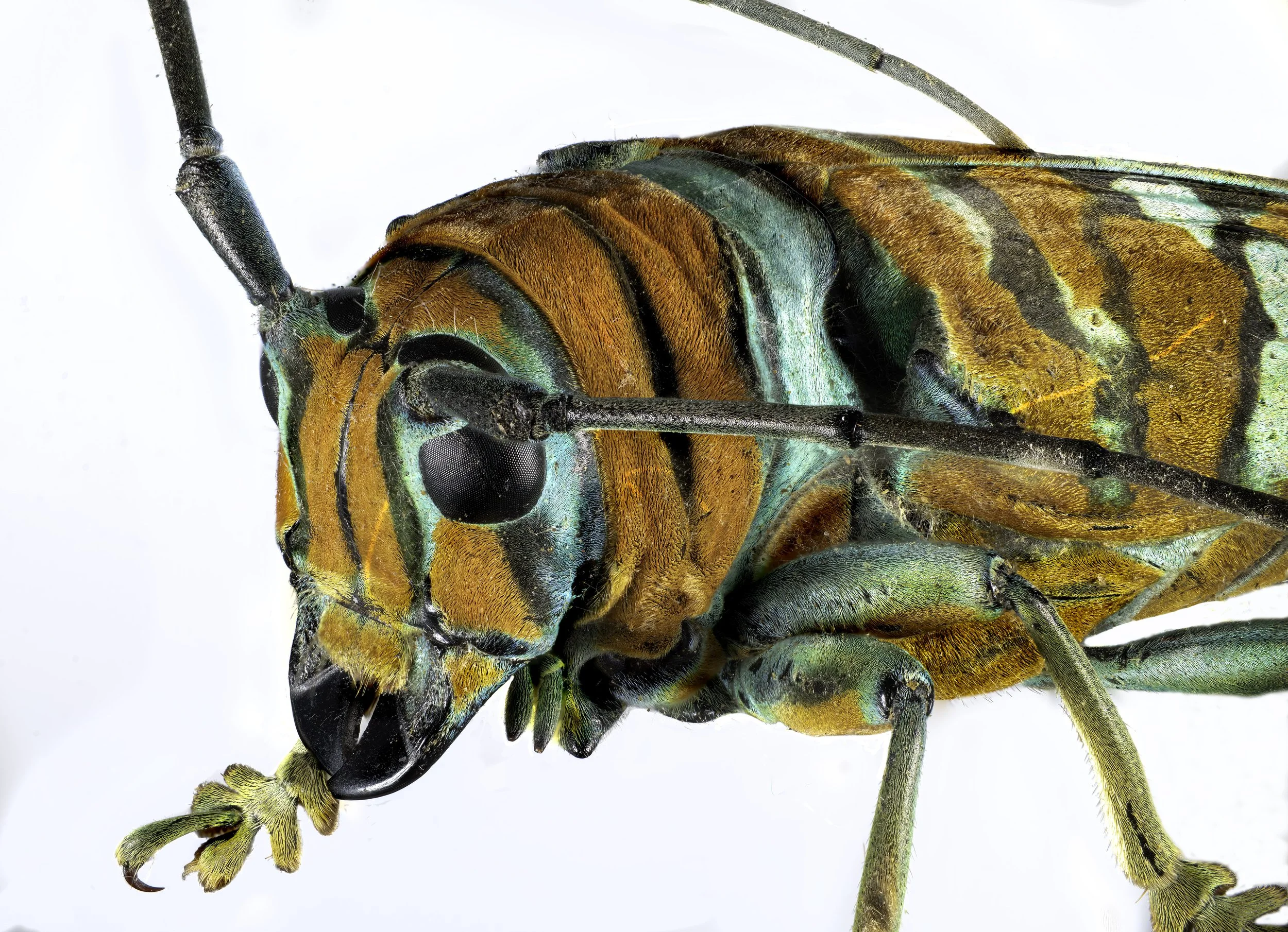 Sternotomis_pulchra_091524_3-Edit copy.jpg