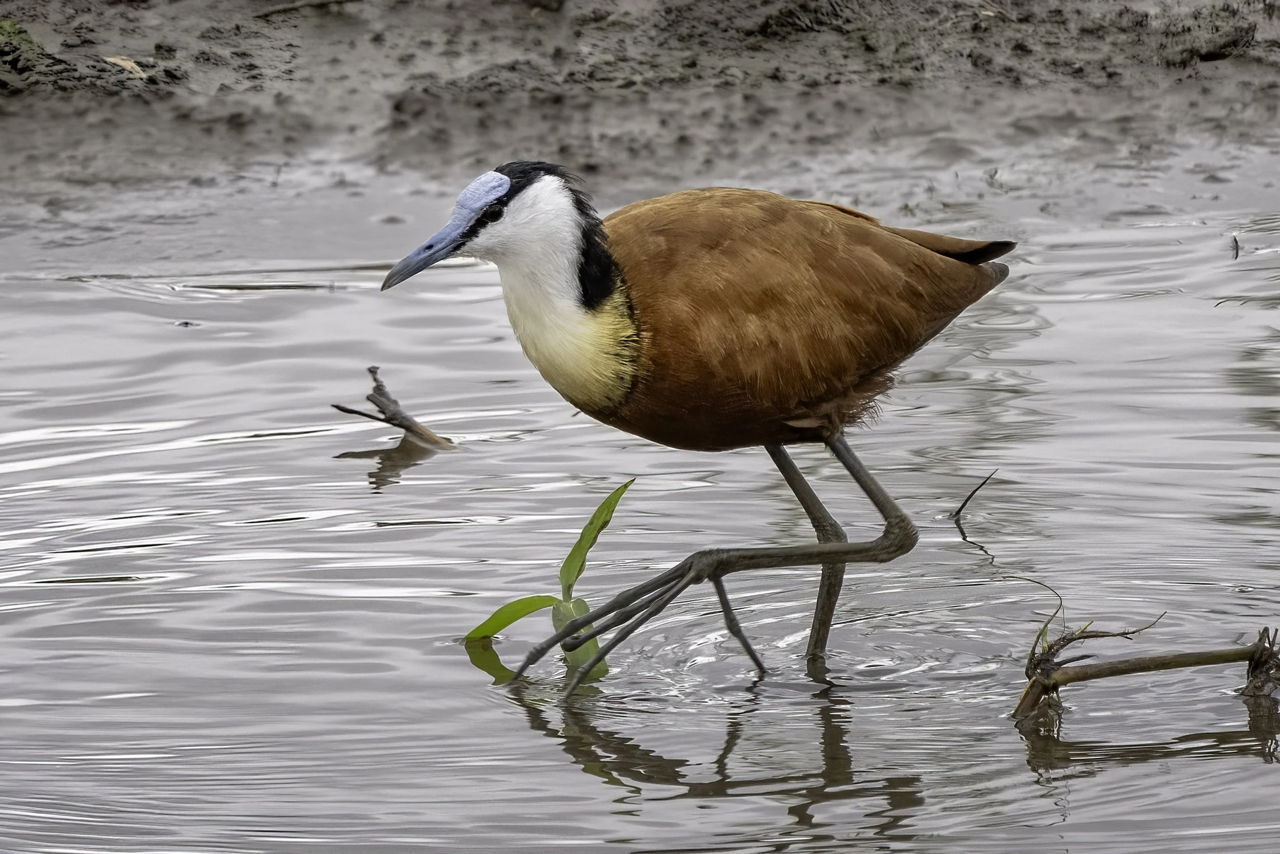 African Jacana