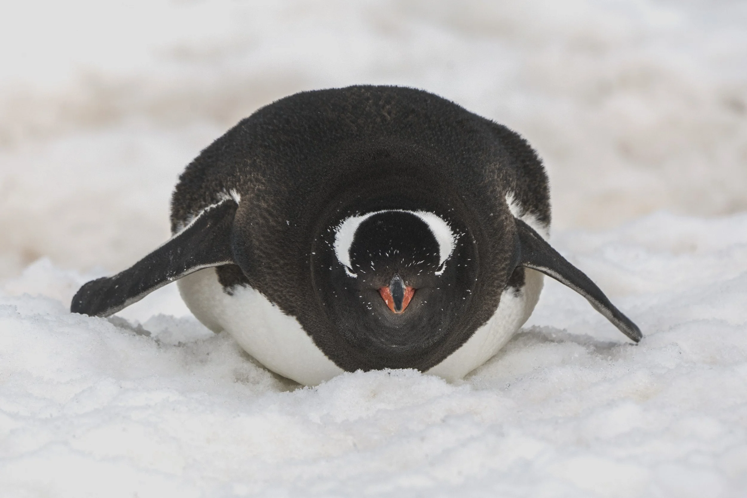 Gentoo Penguin