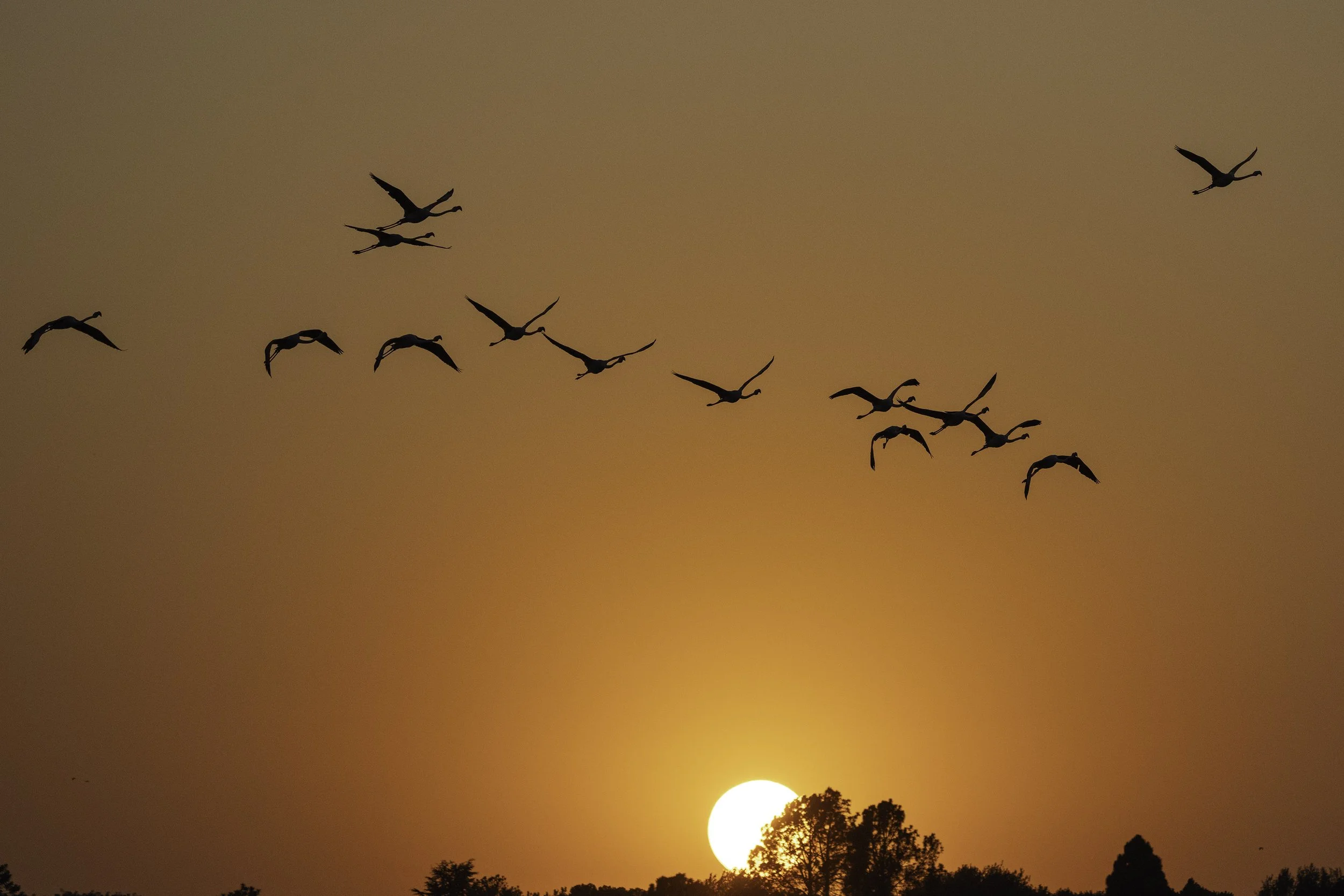 Greater Flamingo