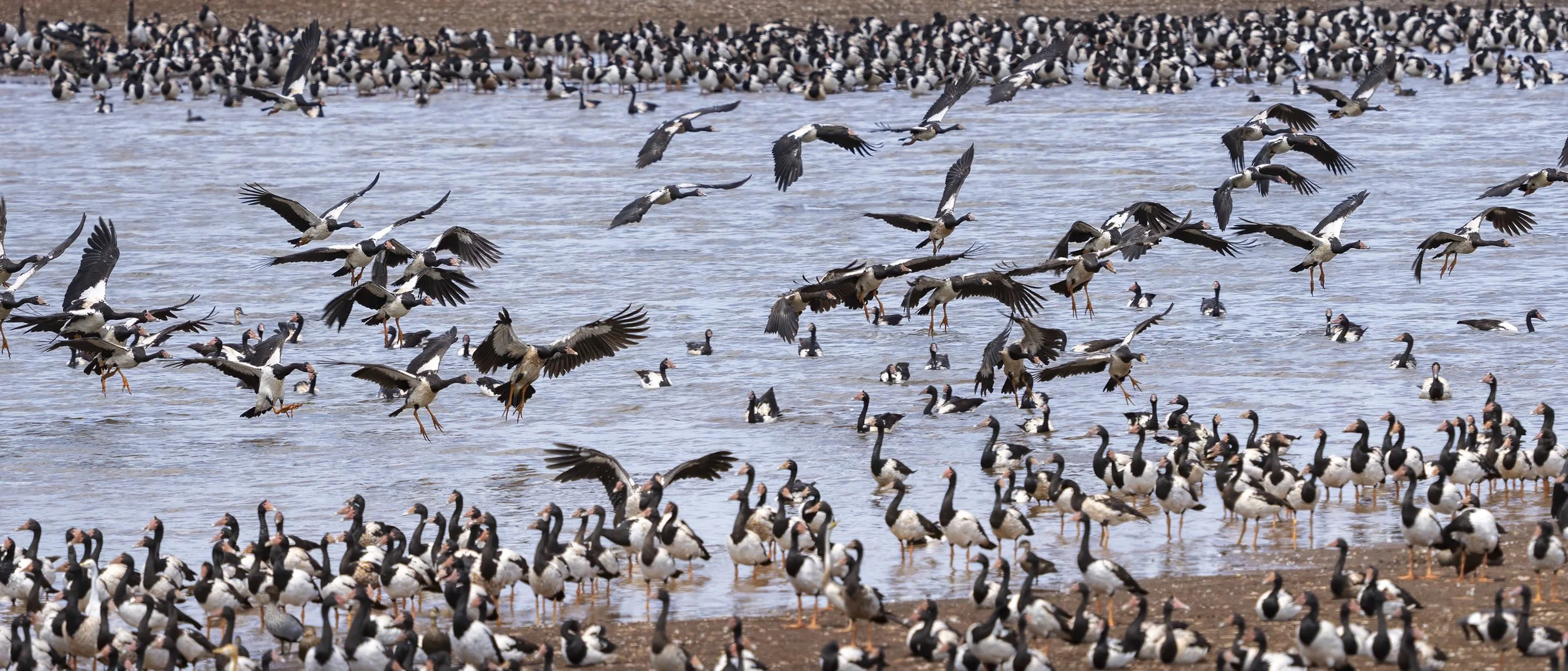 Magpie Goose